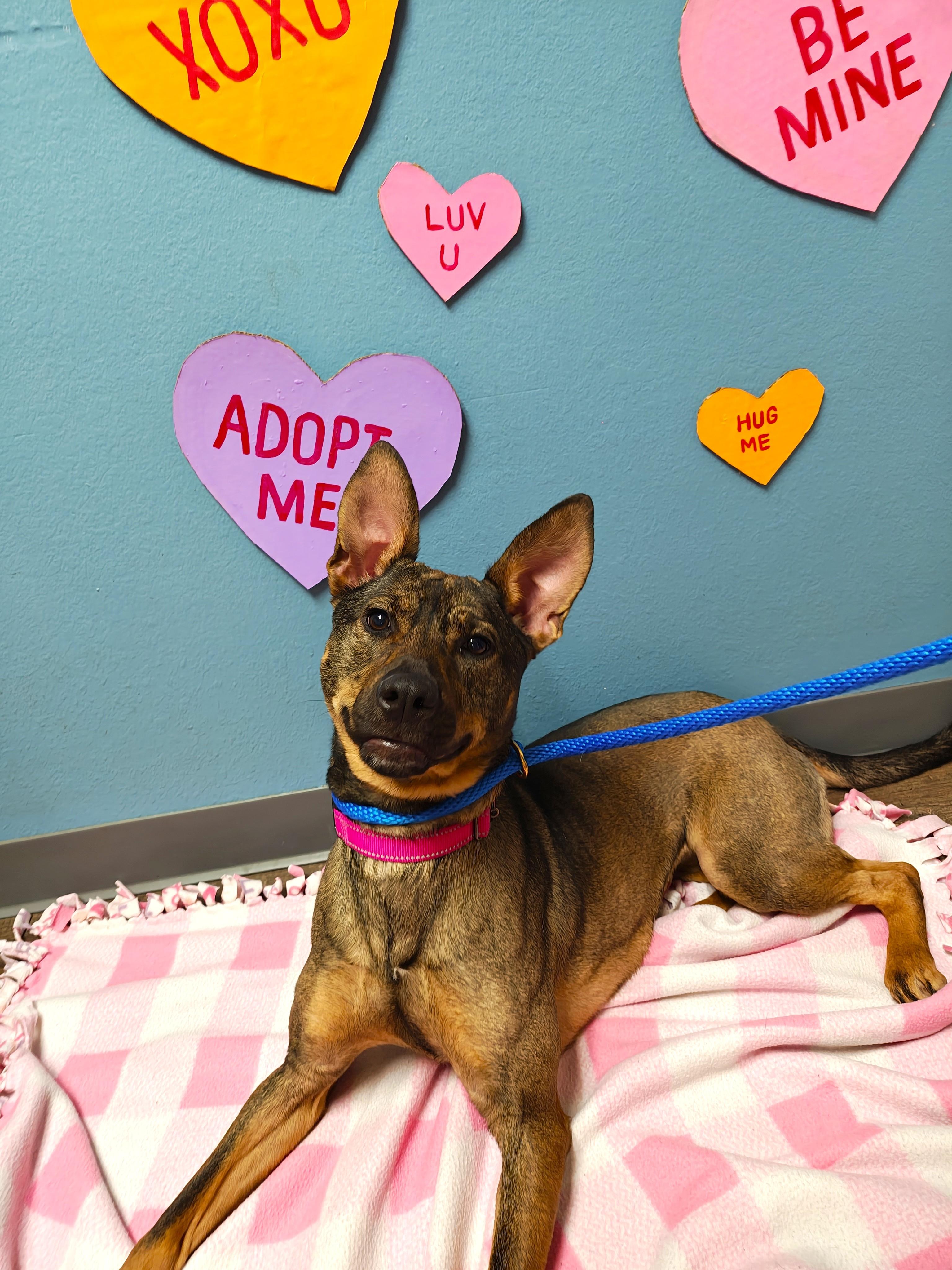 Enlarge Daisy, an adoption pending mixed breed in Oconto, WI image 1/3