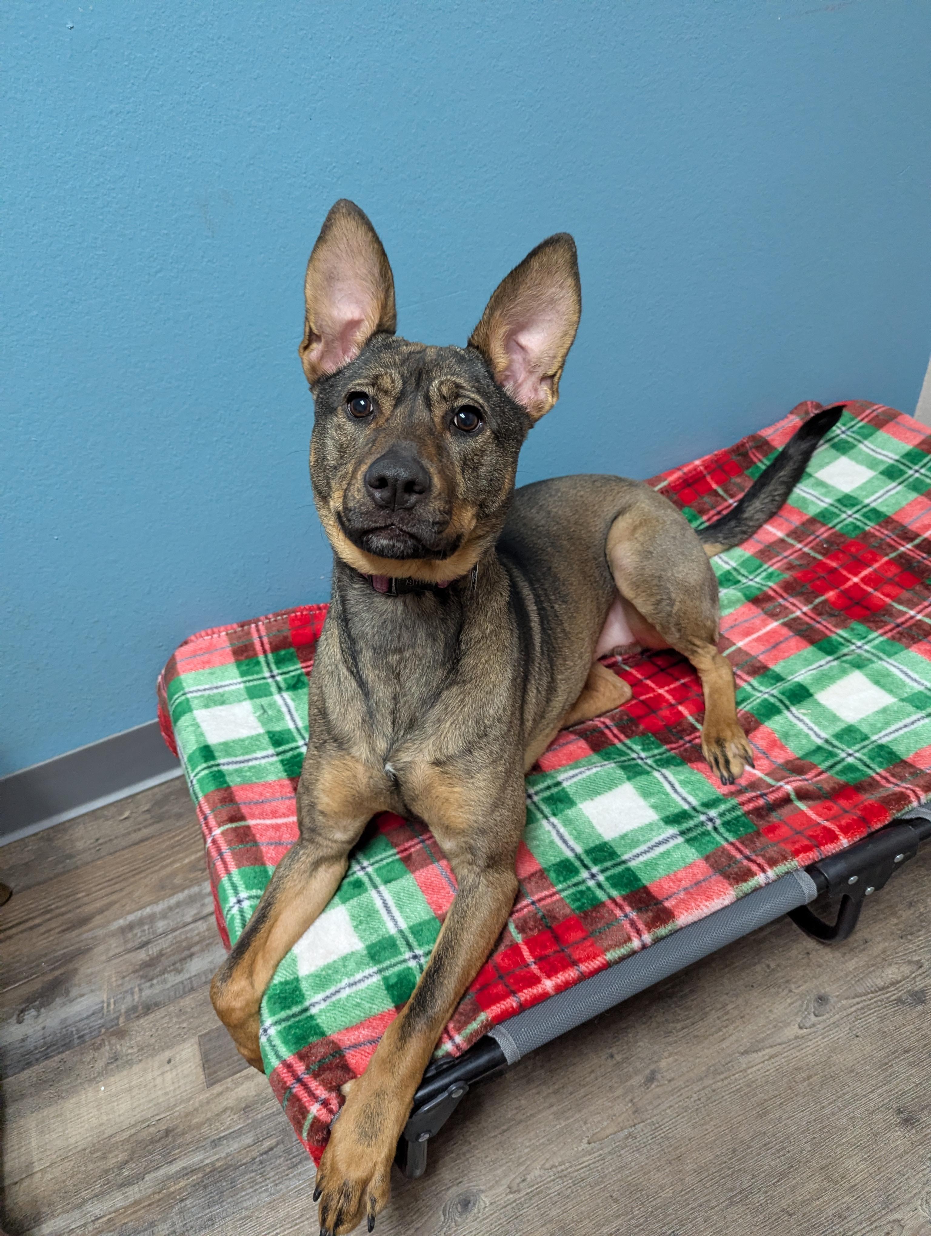 Enlarge Daisy, a Adoptable Pit Bull Terrier in Oconto, WI image 1/2