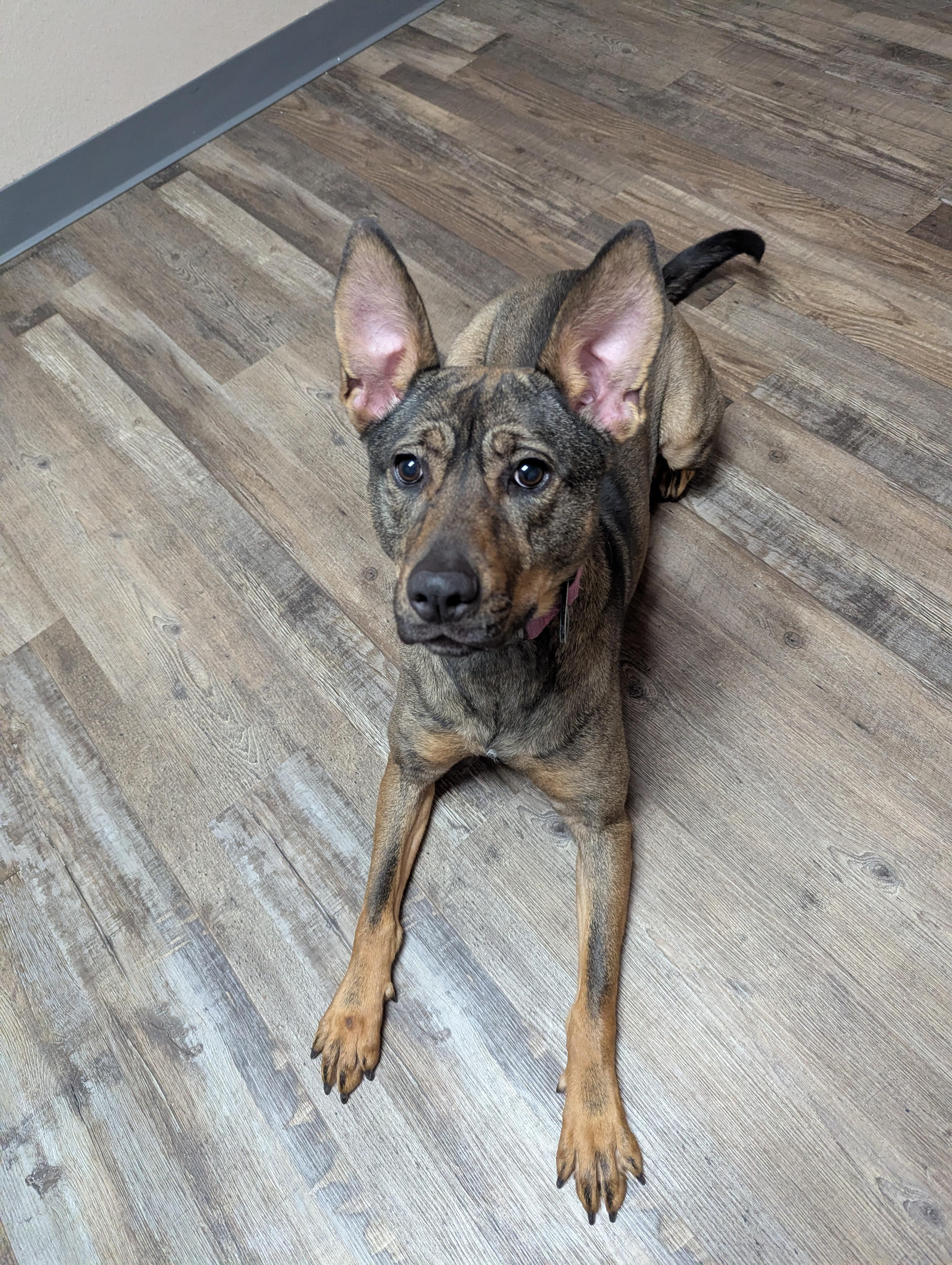 Enlarge Daisy, a Adoptable Pit Bull Terrier in Oconto, WI image 2/2