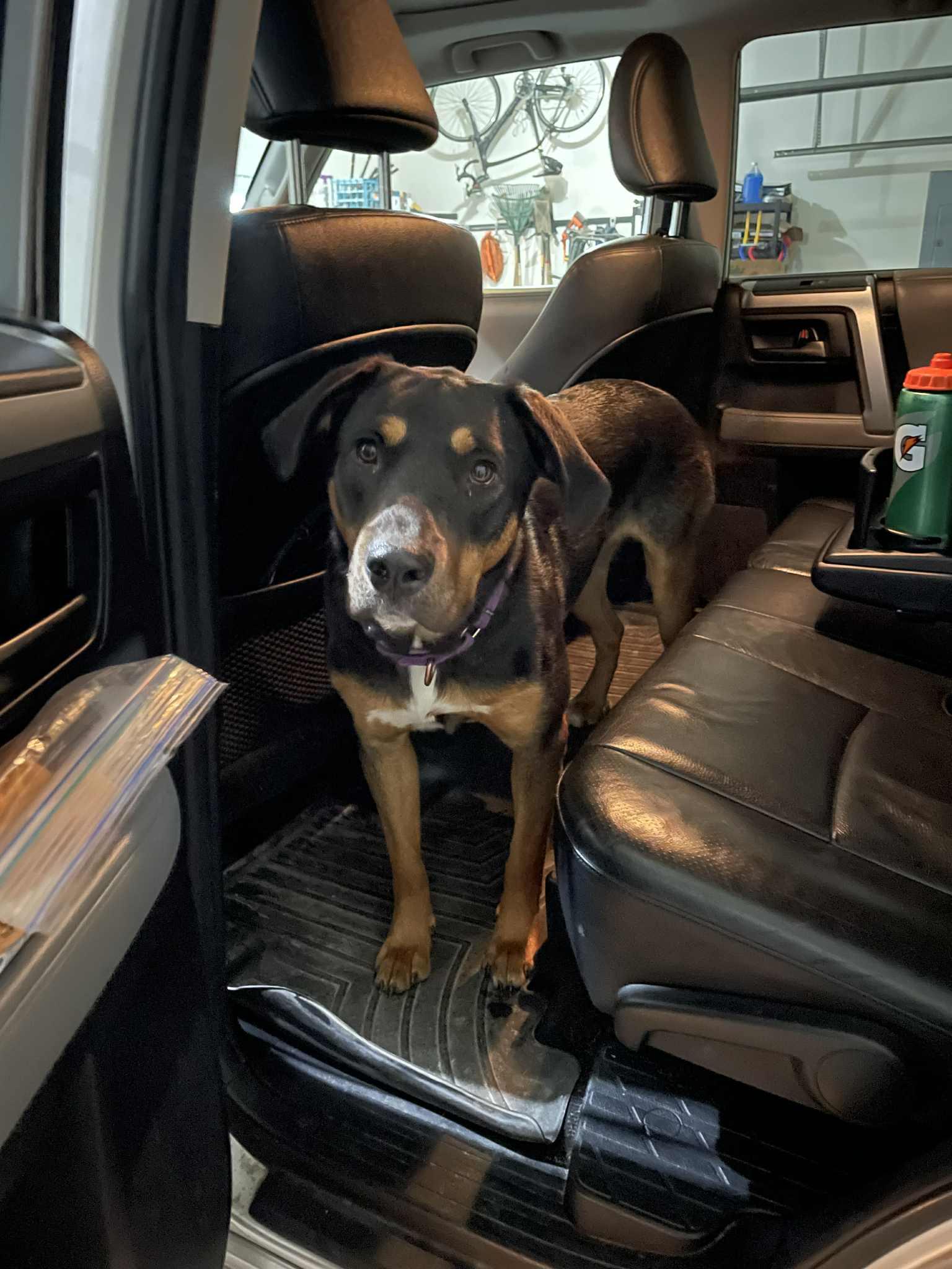 Maple, Adopted, Adult Female American Staffordshire Terrier & Australian Cattle Dog / Blue Heeler.