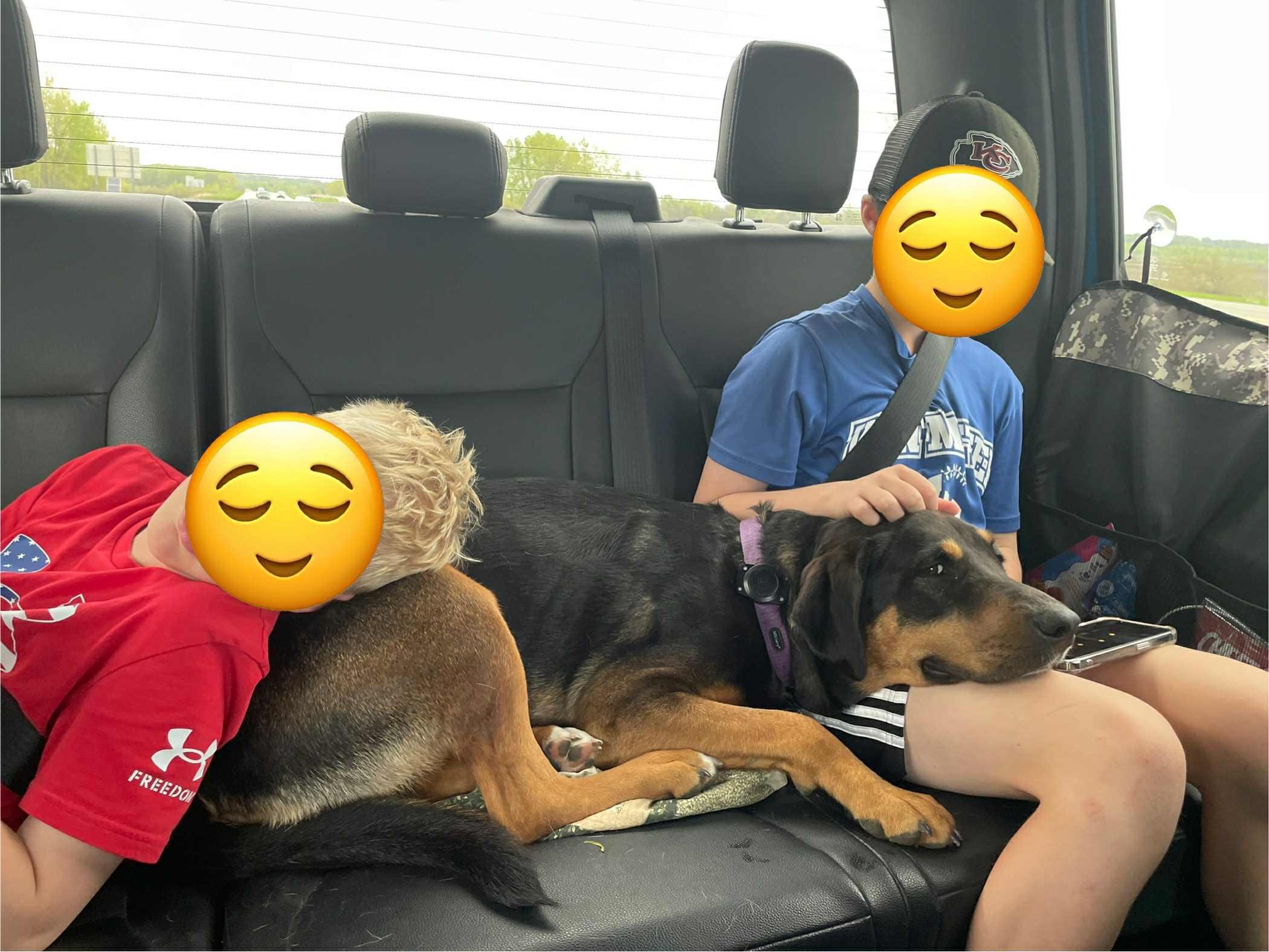 Maple, a Adopted mixed breed in Creston, IA image 2/5