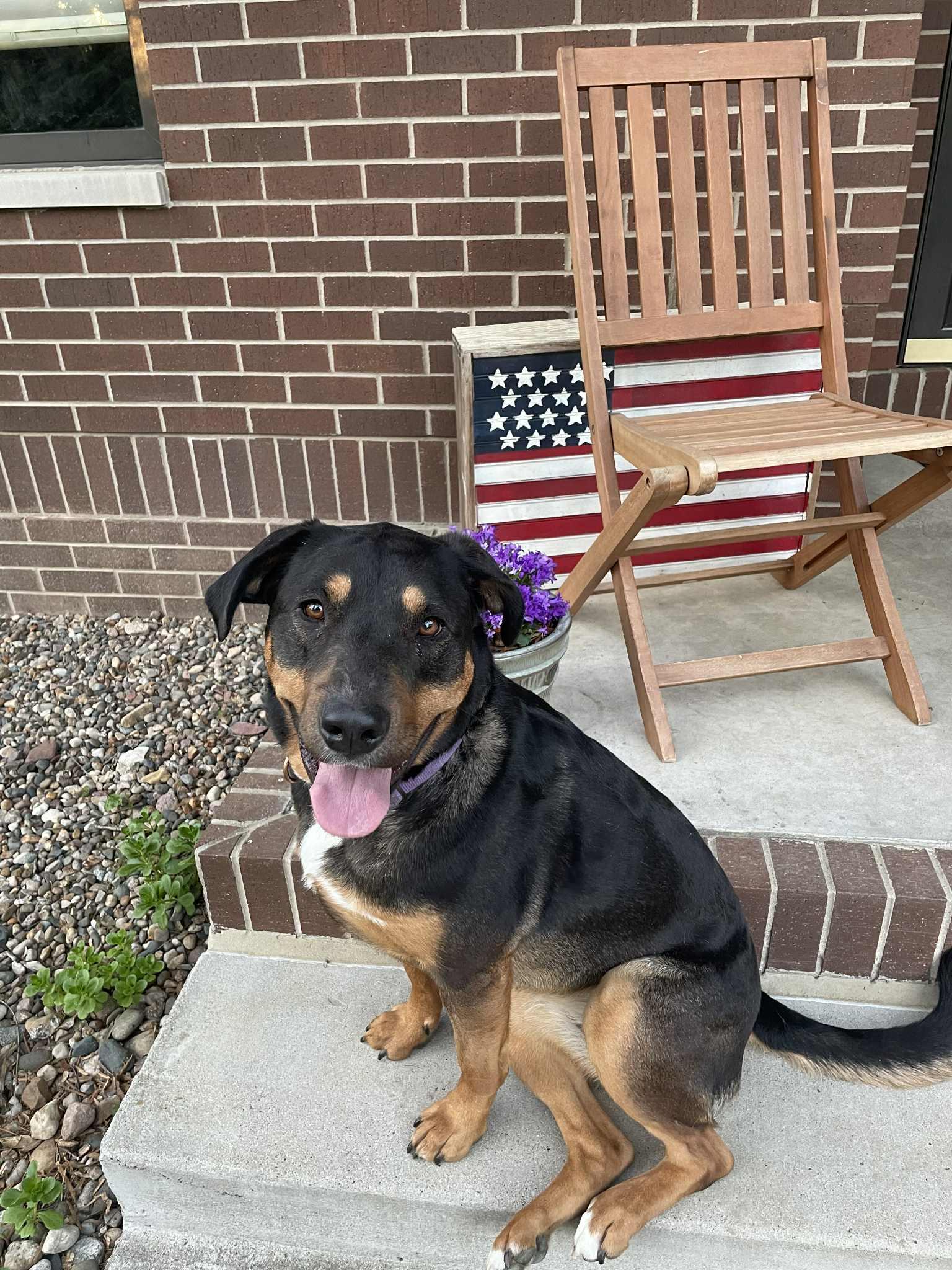 Maple, a Adopted mixed breed in Creston, IA image 4/5