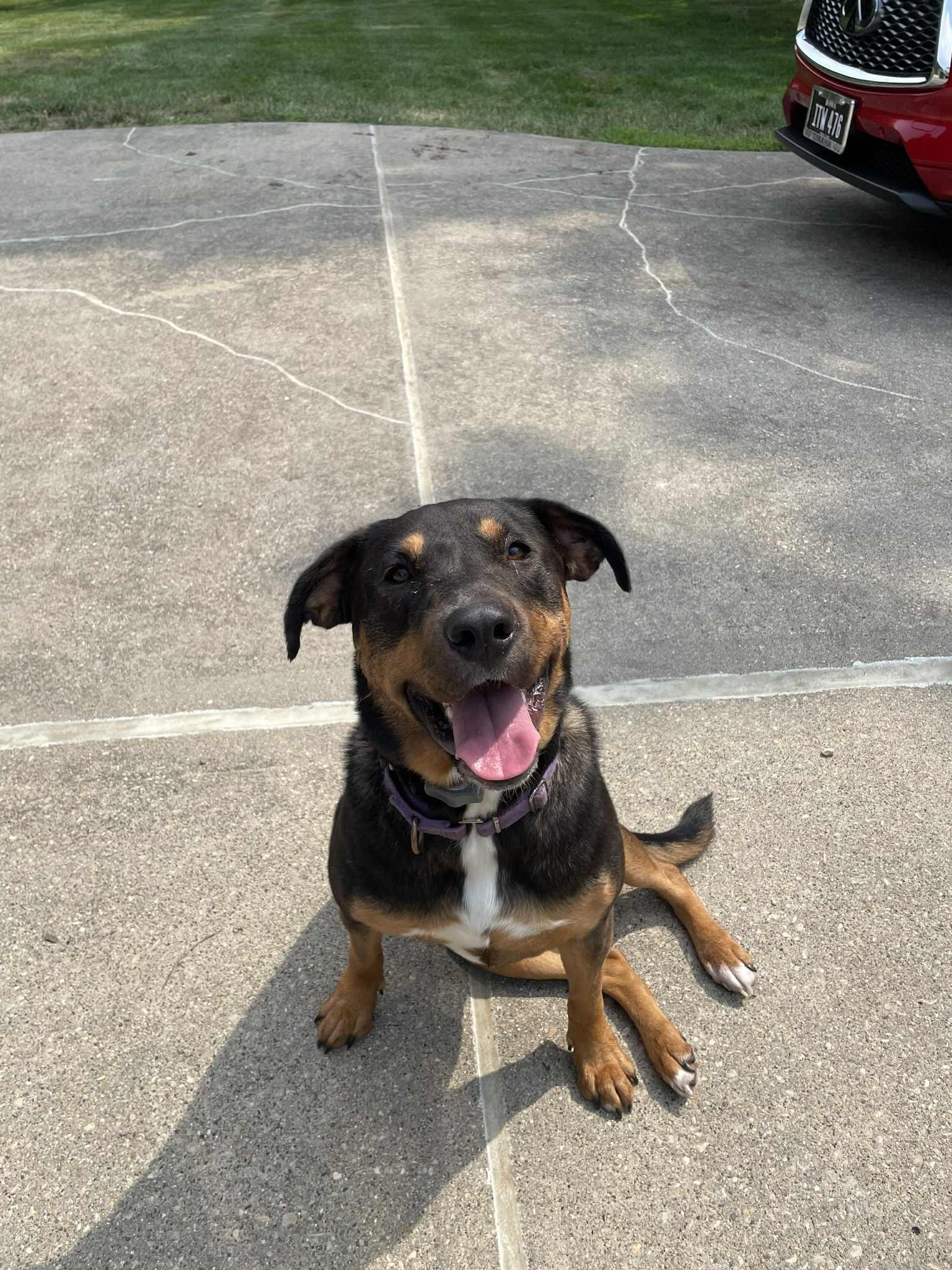 Maple, a Adopted mixed breed in Creston, IA image 5/5