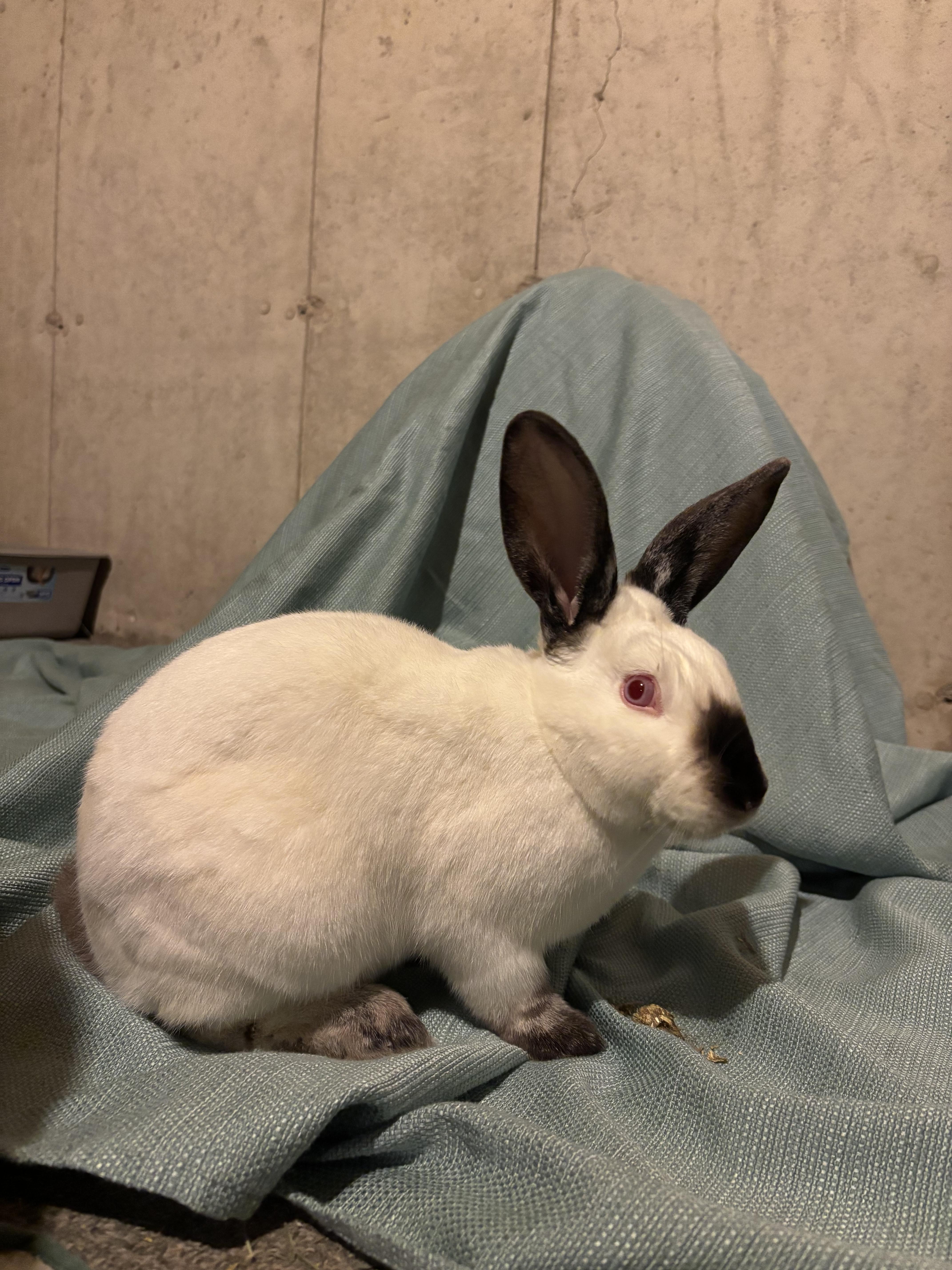 Mr. Butters, Adopted, Adult Male Californian.