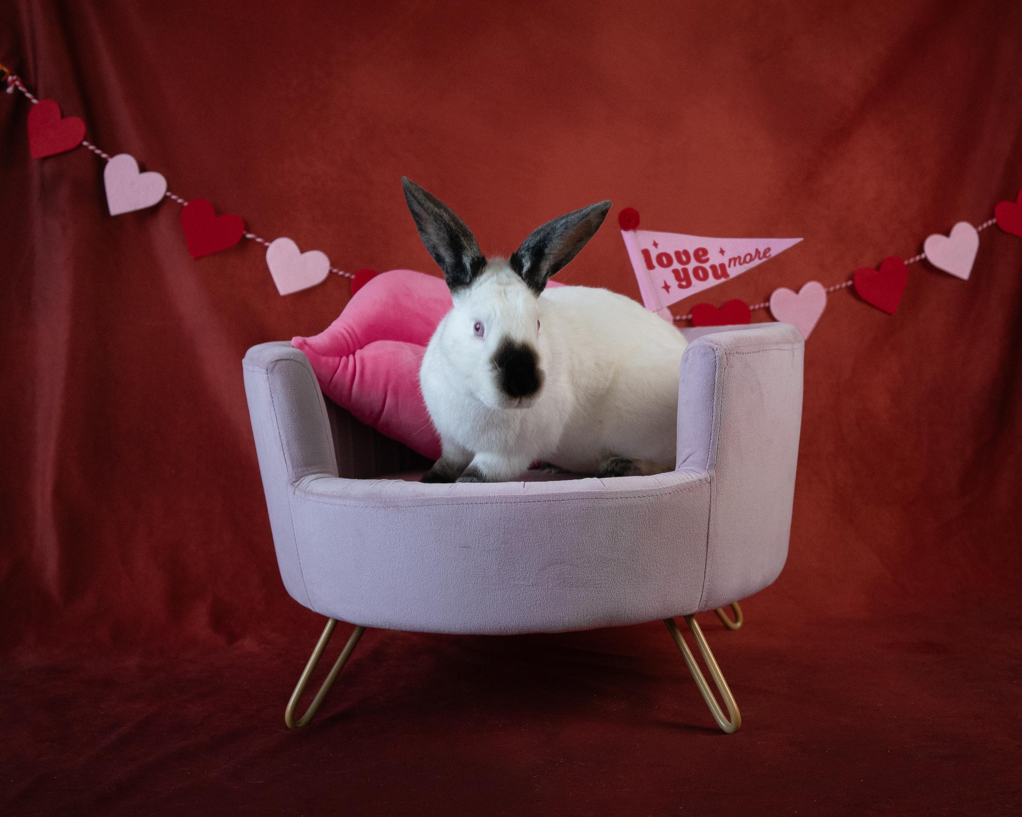 Enlarge Mr. Butters, a Adopted Californian in Willowbrook, IL image 3/4