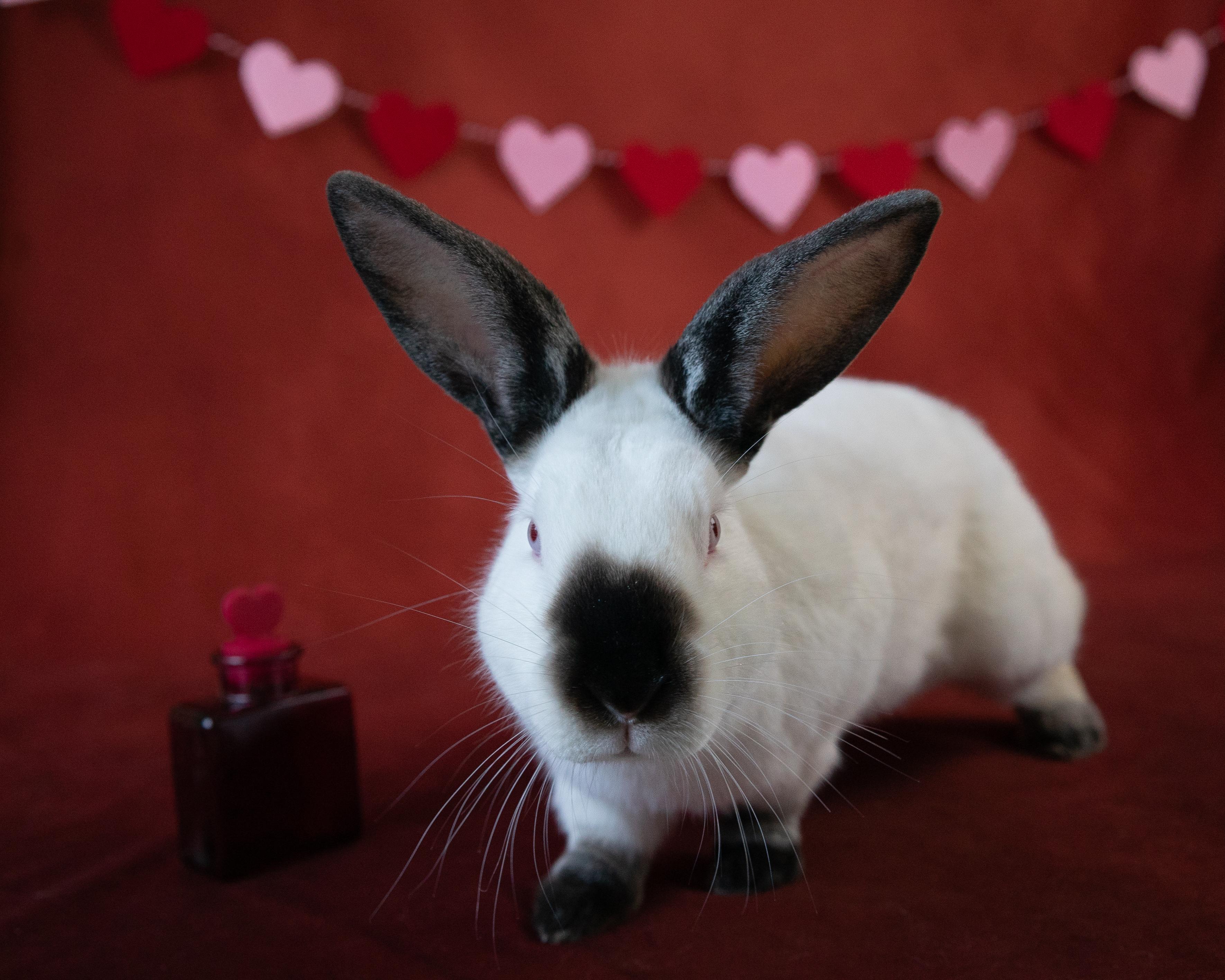 Mr. Butters, Adopted, Adult Male Californian.