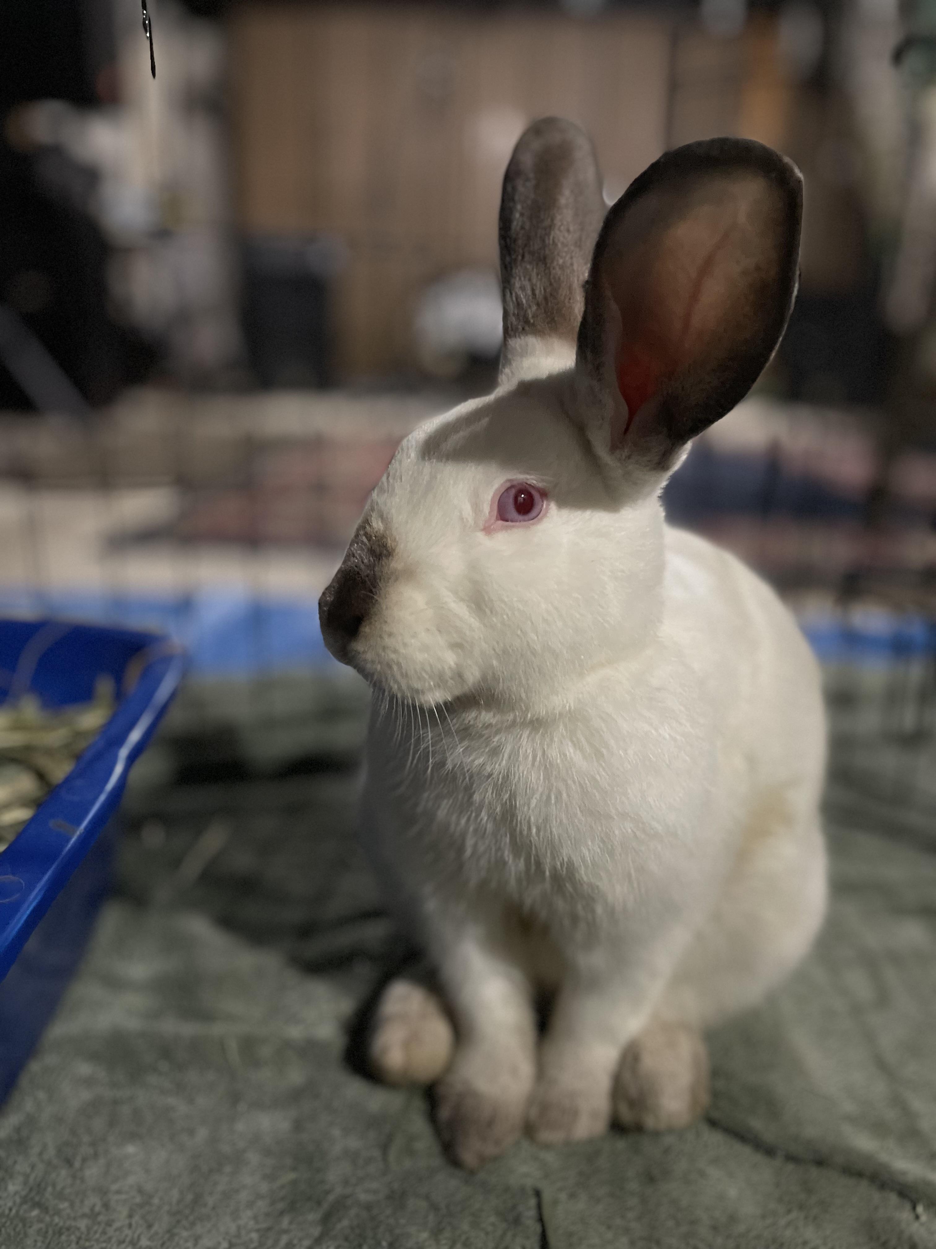 Enlarge Mr. Butters, a Adopted Californian in Willowbrook, IL image 2/4