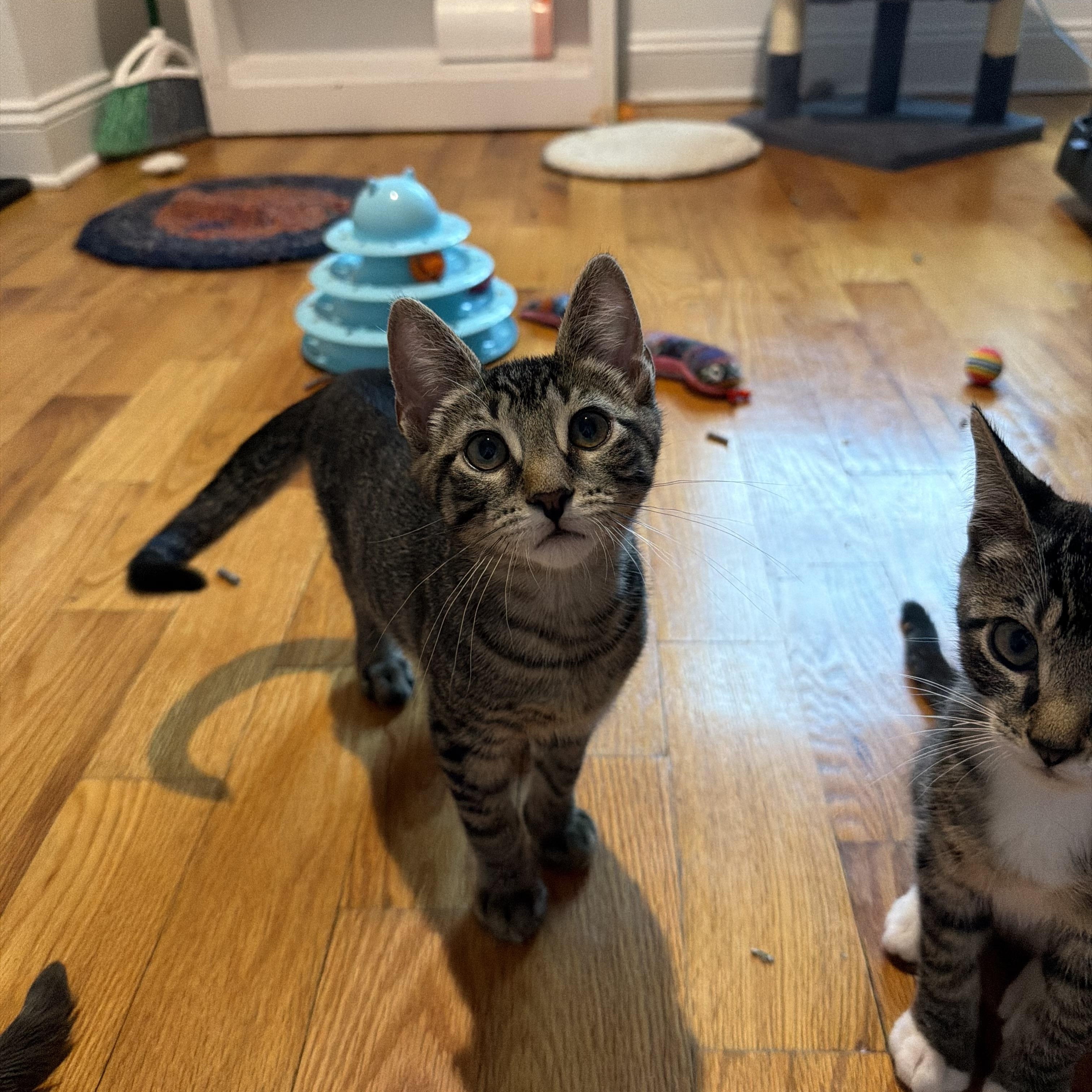 Enlarge Mo, a ADOPTABLE American Shorthair in Highland Park, NJ image 3/4