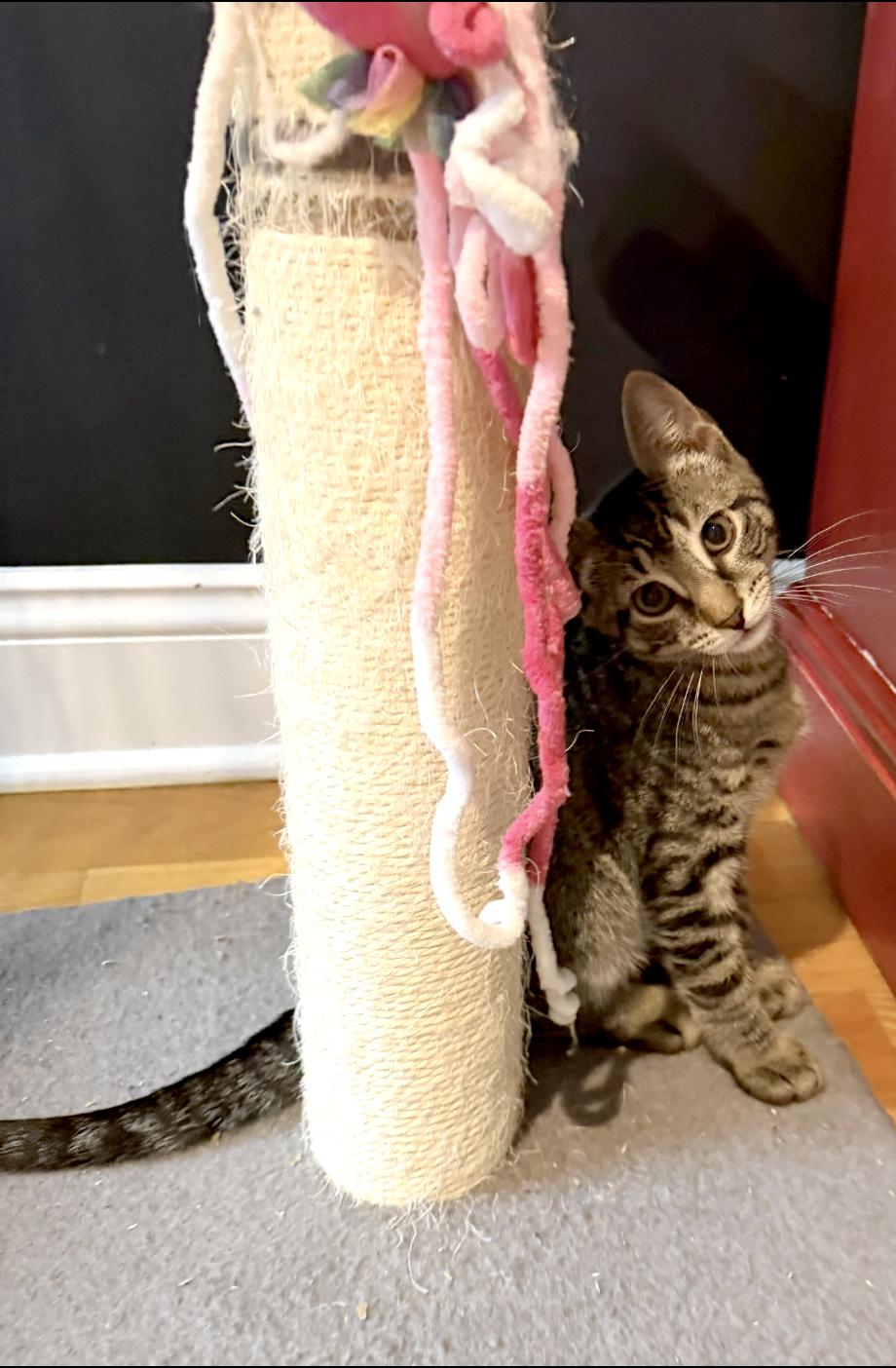 Enlarge Mo, a ADOPTABLE American Shorthair in Highland Park, NJ image 5/5