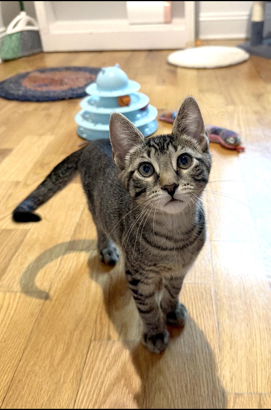 Enlarge Mo, a ADOPTABLE American Shorthair in Highland Park, NJ image 3/5