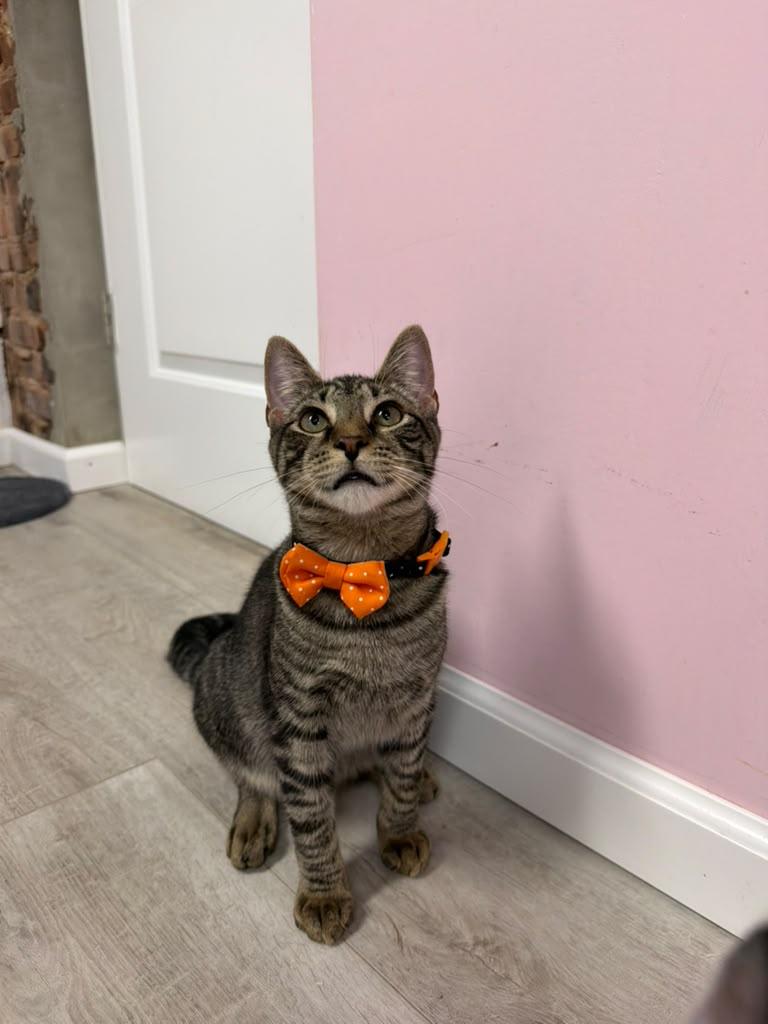Mo, ADOPTABLE, Kitten Male American Shorthair.