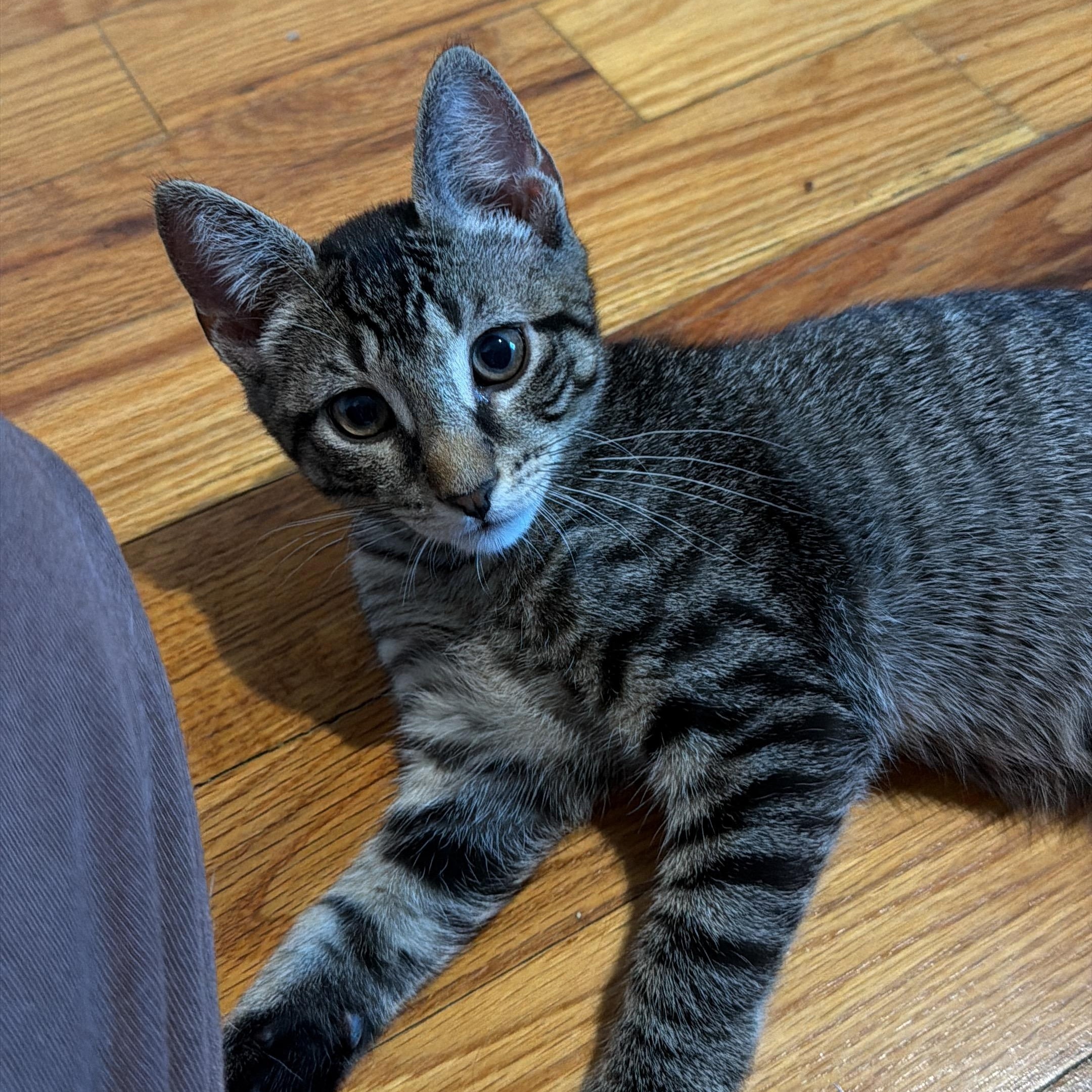 Mo, ADOPTABLE, Kitten Male American Shorthair.