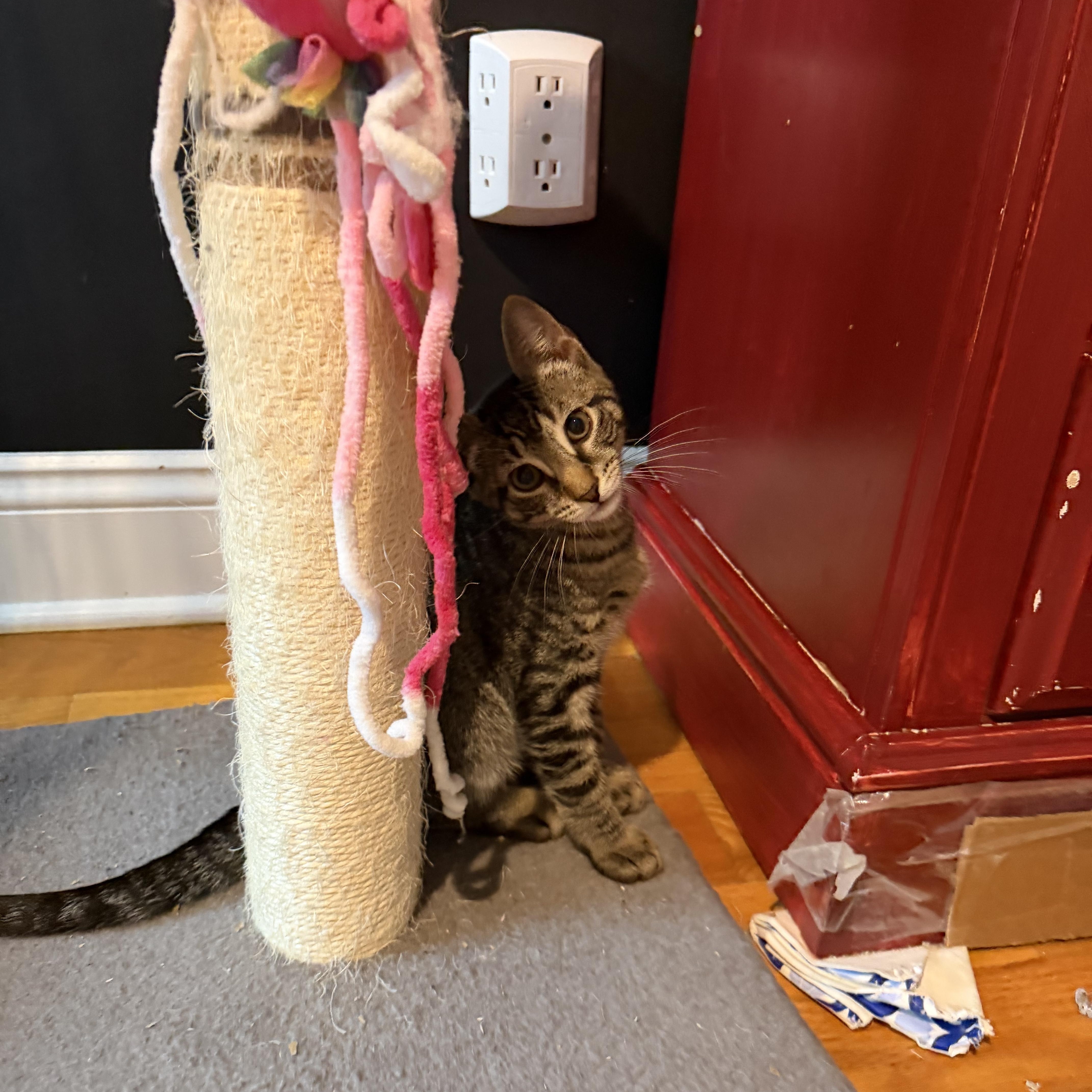Enlarge Mo, a ADOPTABLE American Shorthair in Highland Park, NJ image 2/4