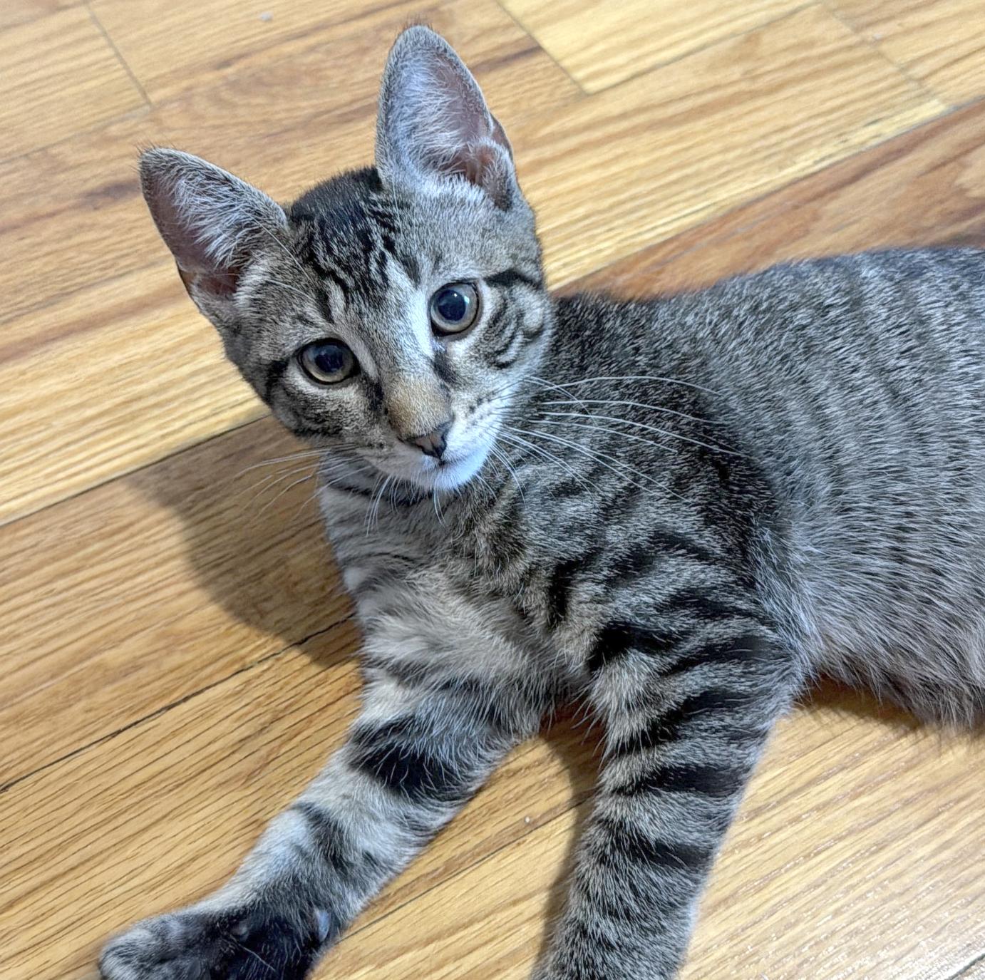 Enlarge Mo, a ADOPTABLE American Shorthair in Highland Park, NJ image 2/5