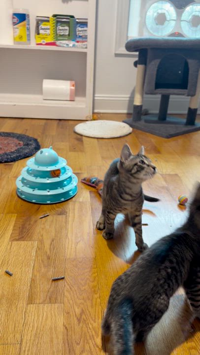 Enlarge Mo, a ADOPTABLE American Shorthair in Highland Park, NJ video 4/4