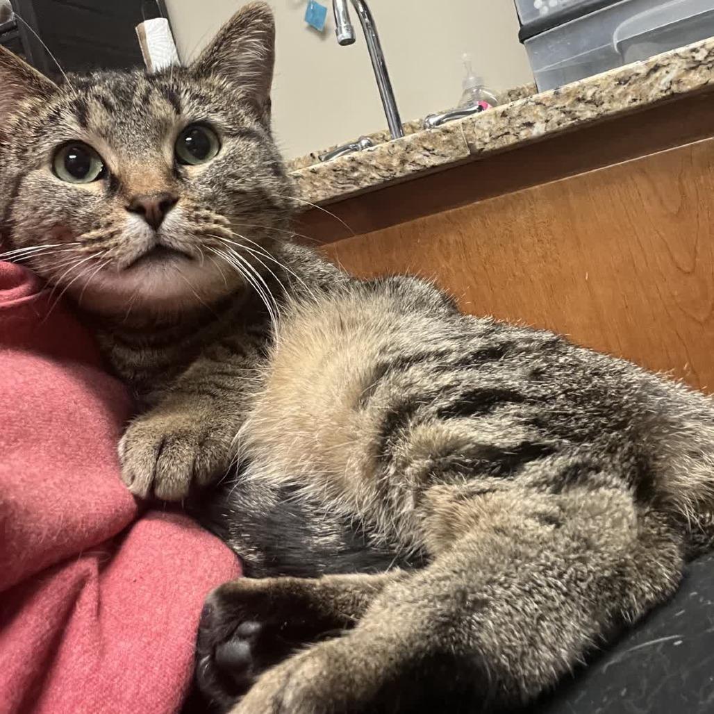 Enlarge Leia, a Adoptable Domestic Short Hair in Norfolk, NE image 1/1