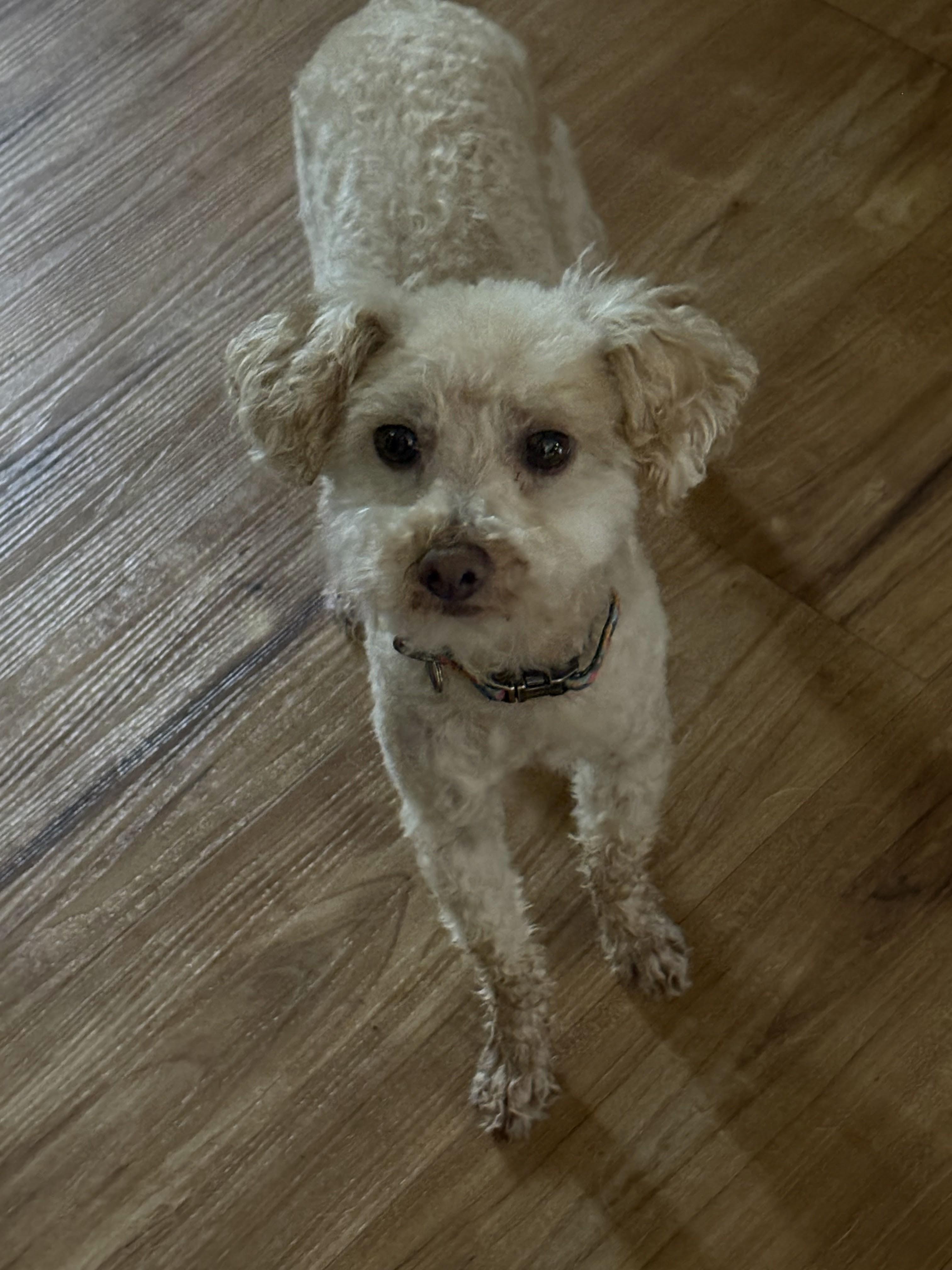 Teddy, ADOPTABLE, Adult Male Poodle (Toy).