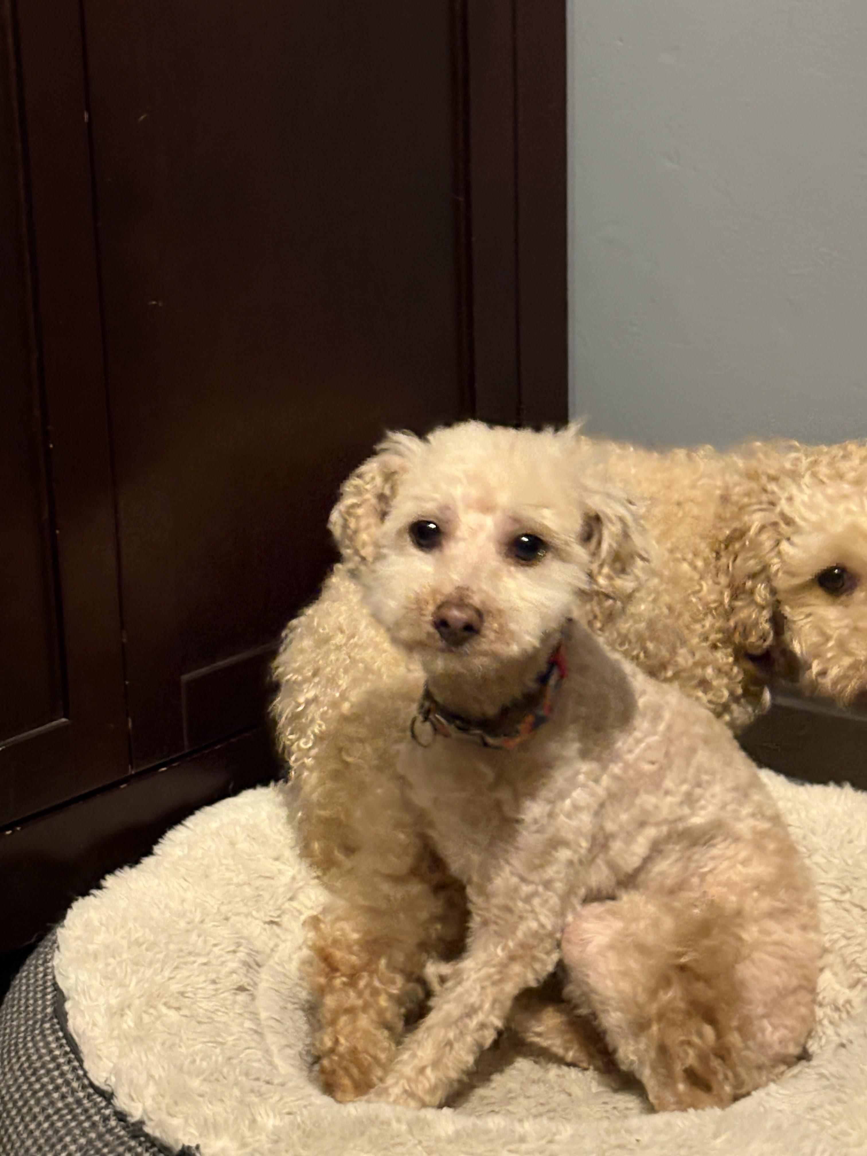 Enlarge Teddy, a ADOPTABLE Poodle (Toy) in Brunswick, ME image 2/3