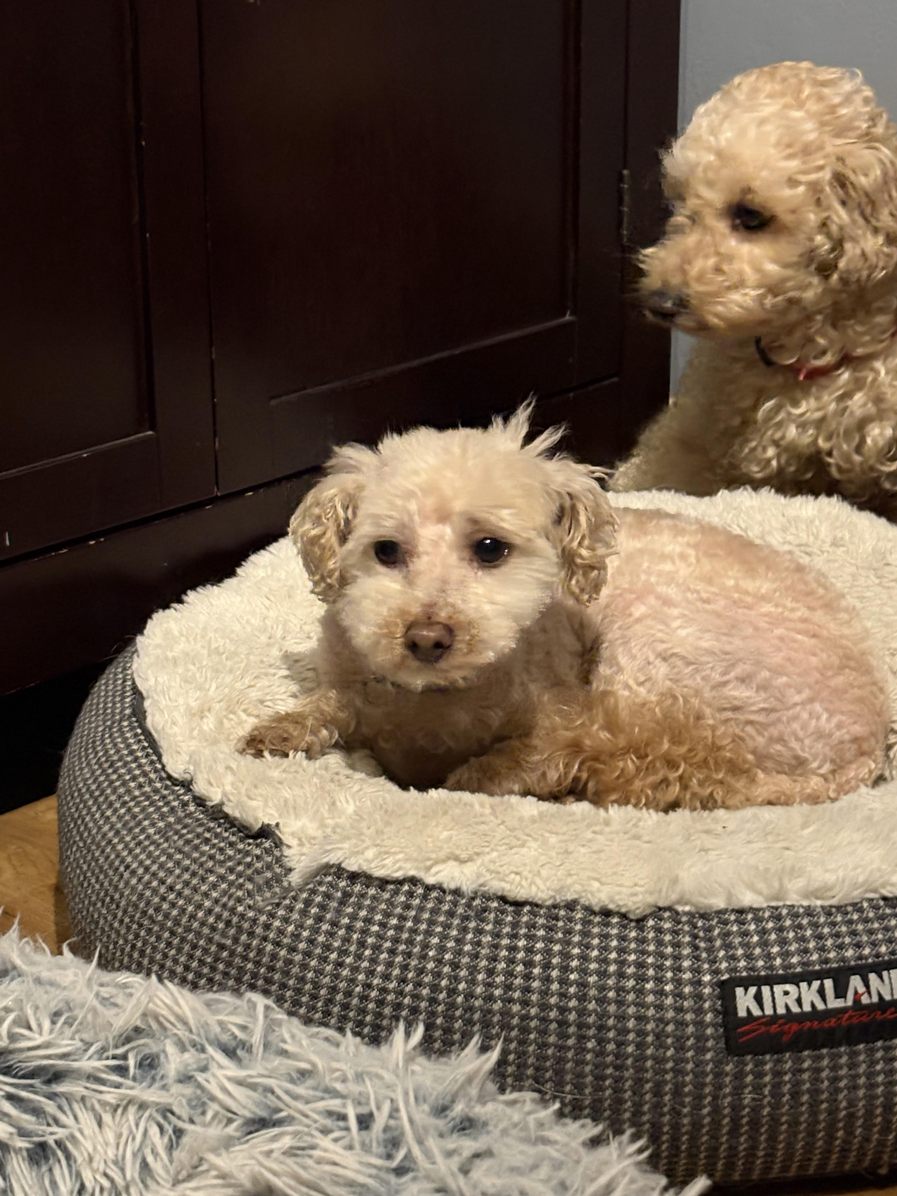 Enlarge Teddy, a ADOPTABLE Poodle (Toy) in Brunswick, ME image 3/3