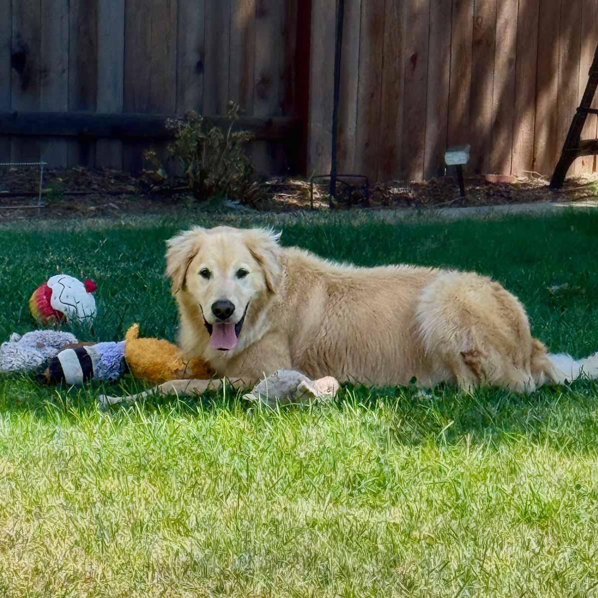 Enlarge Charlie, a Adopted Golden Retriever in Elverta, CA image 5/5