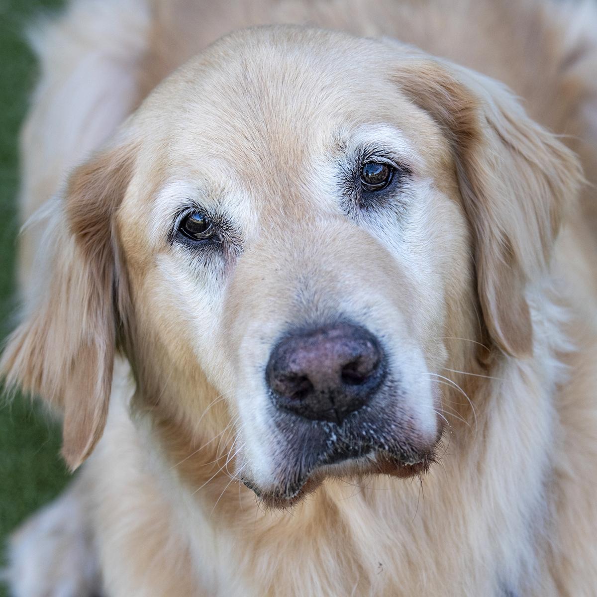 Enlarge Charlie, a Adopted Golden Retriever in Elverta, CA image 1/5
