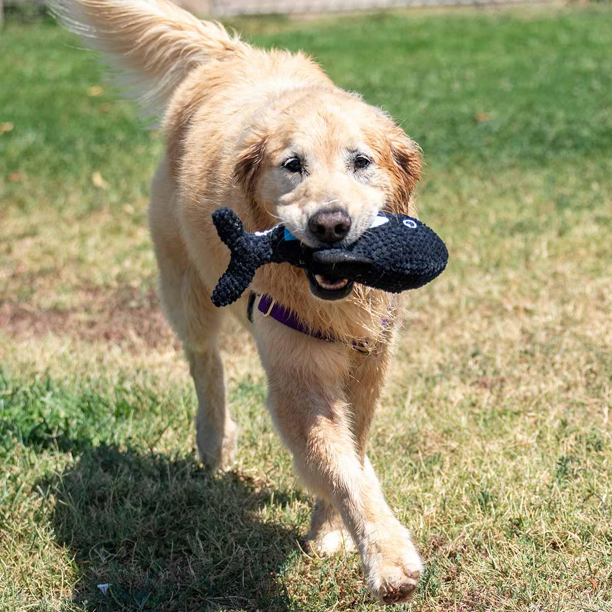 Enlarge Charlie, a Adopted Golden Retriever in Elverta, CA image 3/5