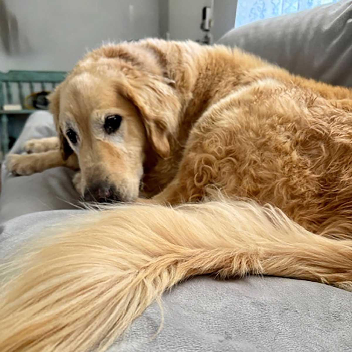 Enlarge Charlie, a Adopted Golden Retriever in Elverta, CA image 4/5