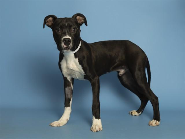 SNOOP, Adoptable, Young Male Pit Bull Terrier.