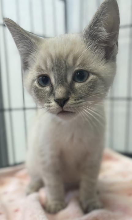 Mike, adopted, Kitten Male Siamese.