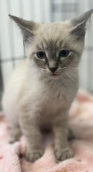 Enlarge Mike, an adopted Siamese in Jackson, MI image 3/3