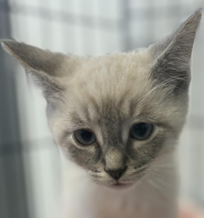 Enlarge Mike, an adopted Siamese in Jackson, MI image 2/3