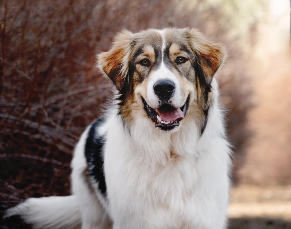 Scooter, Adoptable, Young Male Great Pyrenees.