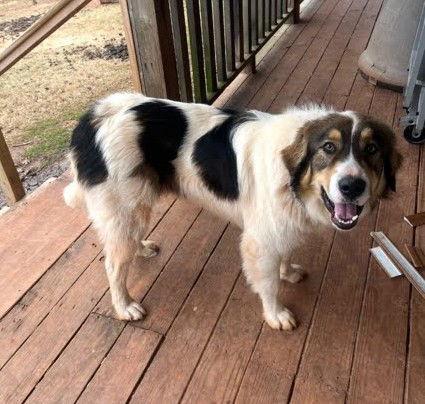 Scooter, Adoptable, Young Male Great Pyrenees.