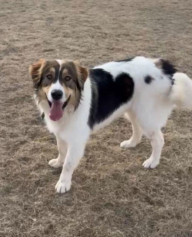 Scooter, Adoptable, Young Male Great Pyrenees.