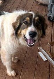 Enlarge Scooter, a Adoptable Great Pyrenees in Winter Park, CO image 2/2