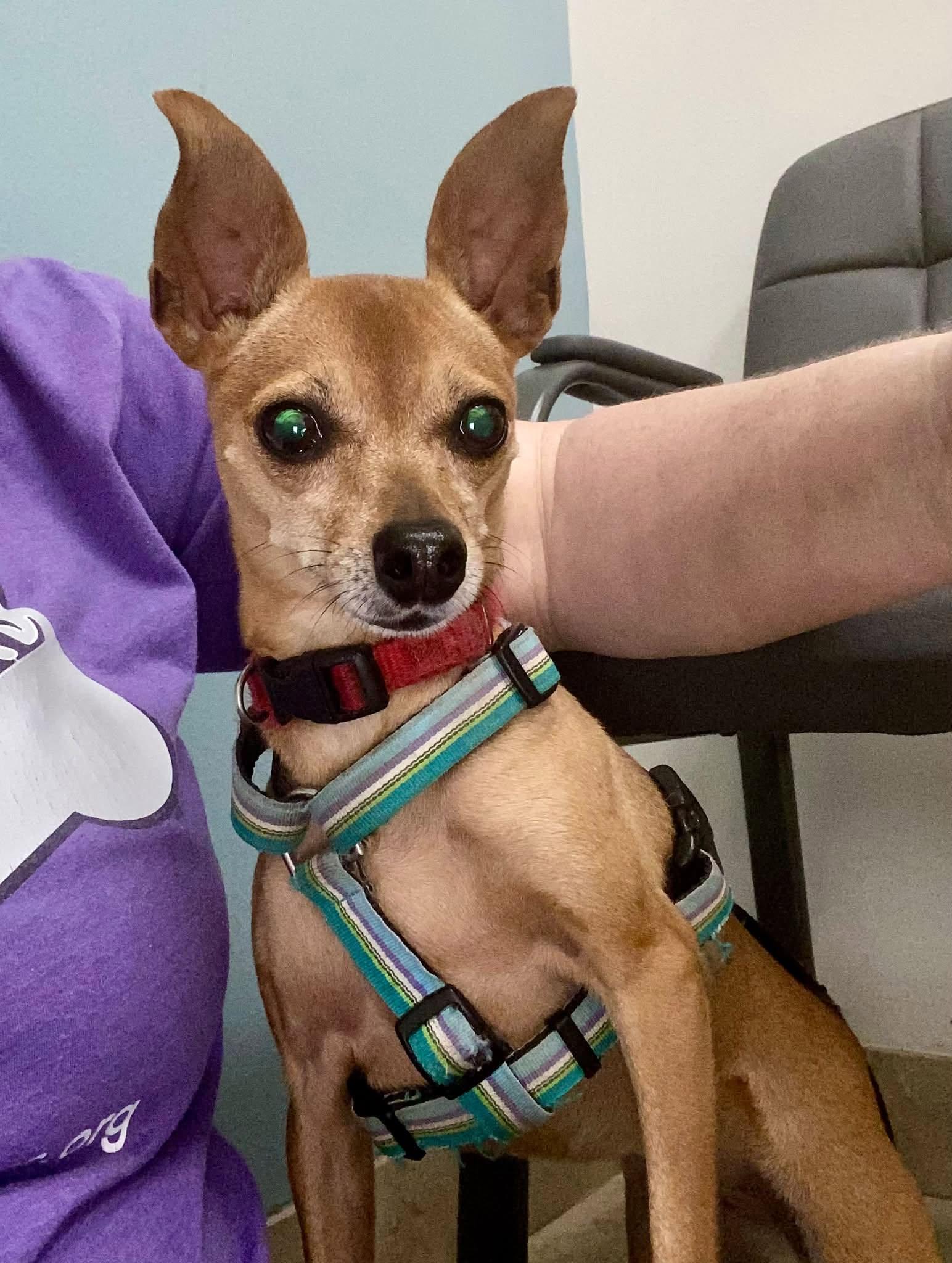 Enlarge Gracie - ADOPTED, a Adoptable Miniature Pinscher in Houston, TX image 1/6