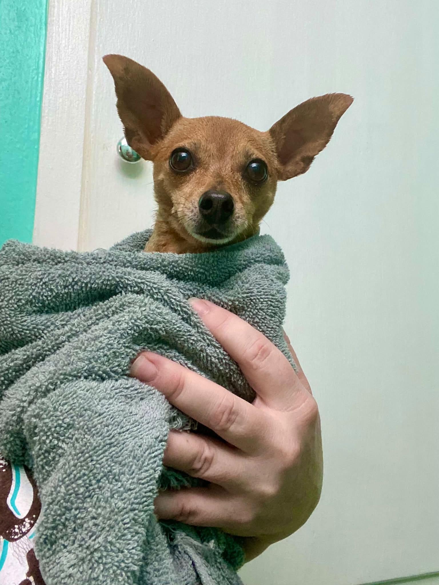 Enlarge Gracie - ADOPTED, a Adoptable Miniature Pinscher in Houston, TX image 4/6