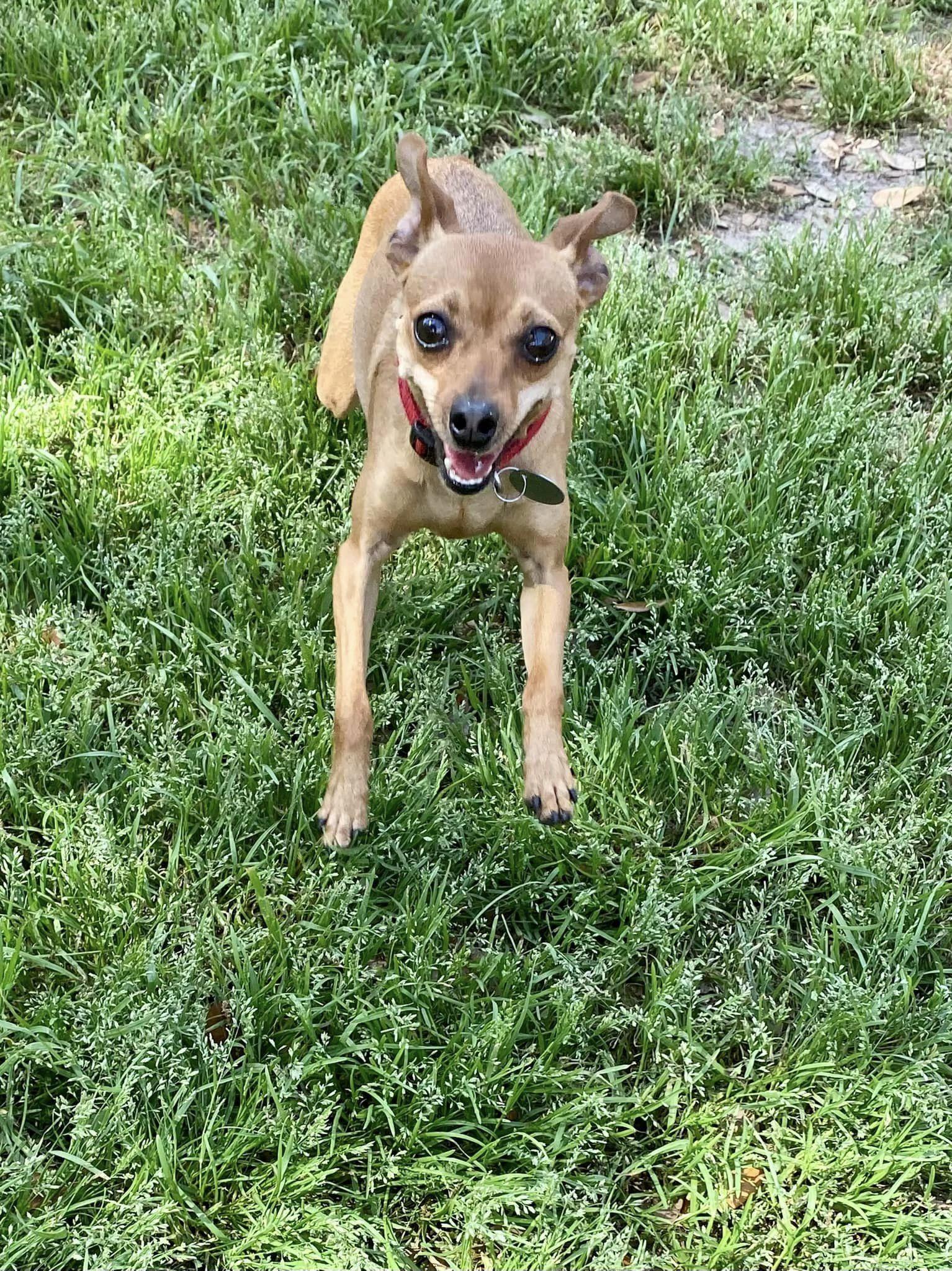 Enlarge Gracie - ADOPTED, a Adoptable Miniature Pinscher in Houston, TX image 3/6
