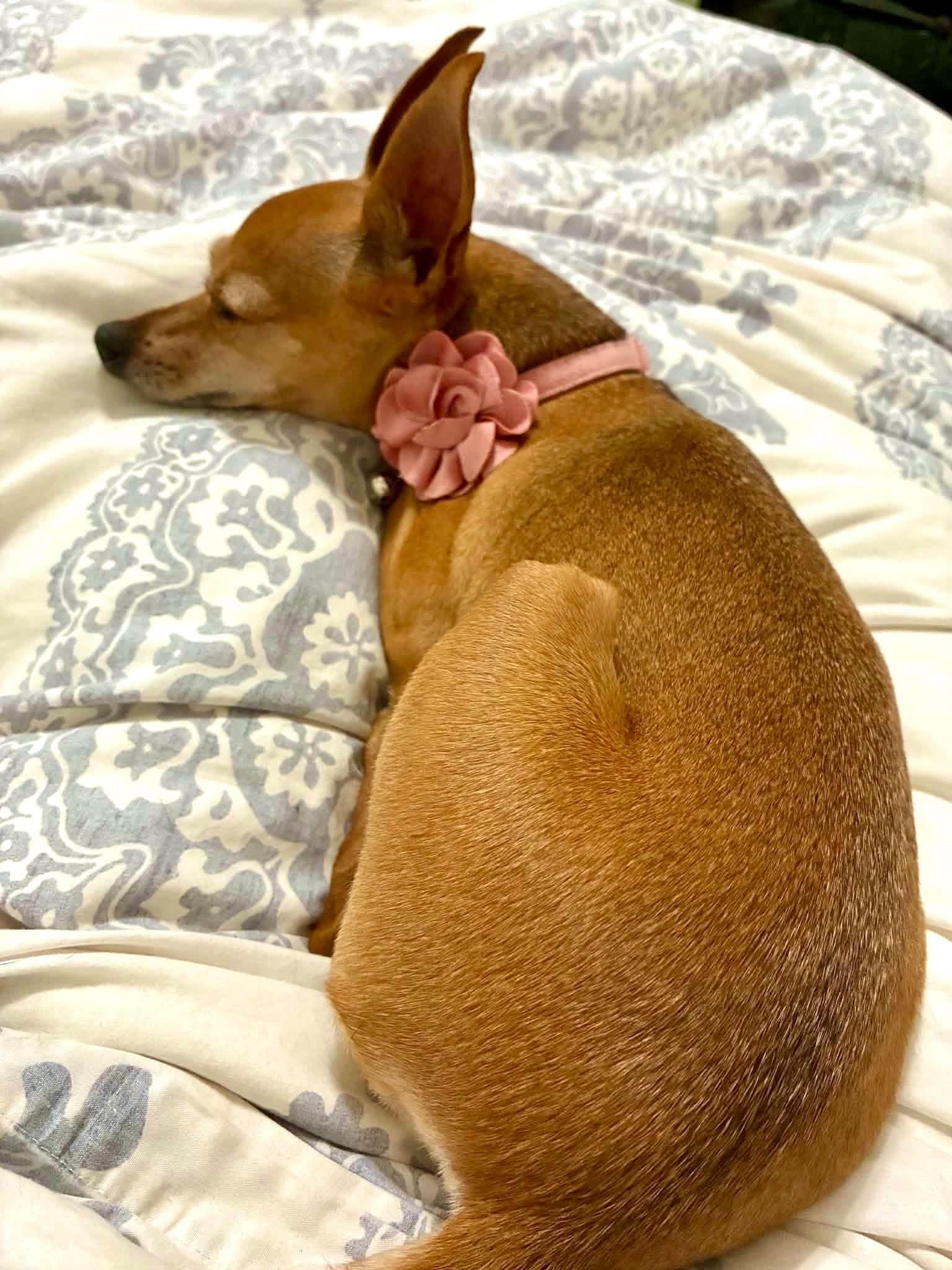 Enlarge Gracie - ADOPTED, a Adoptable Miniature Pinscher in Houston, TX image 5/6