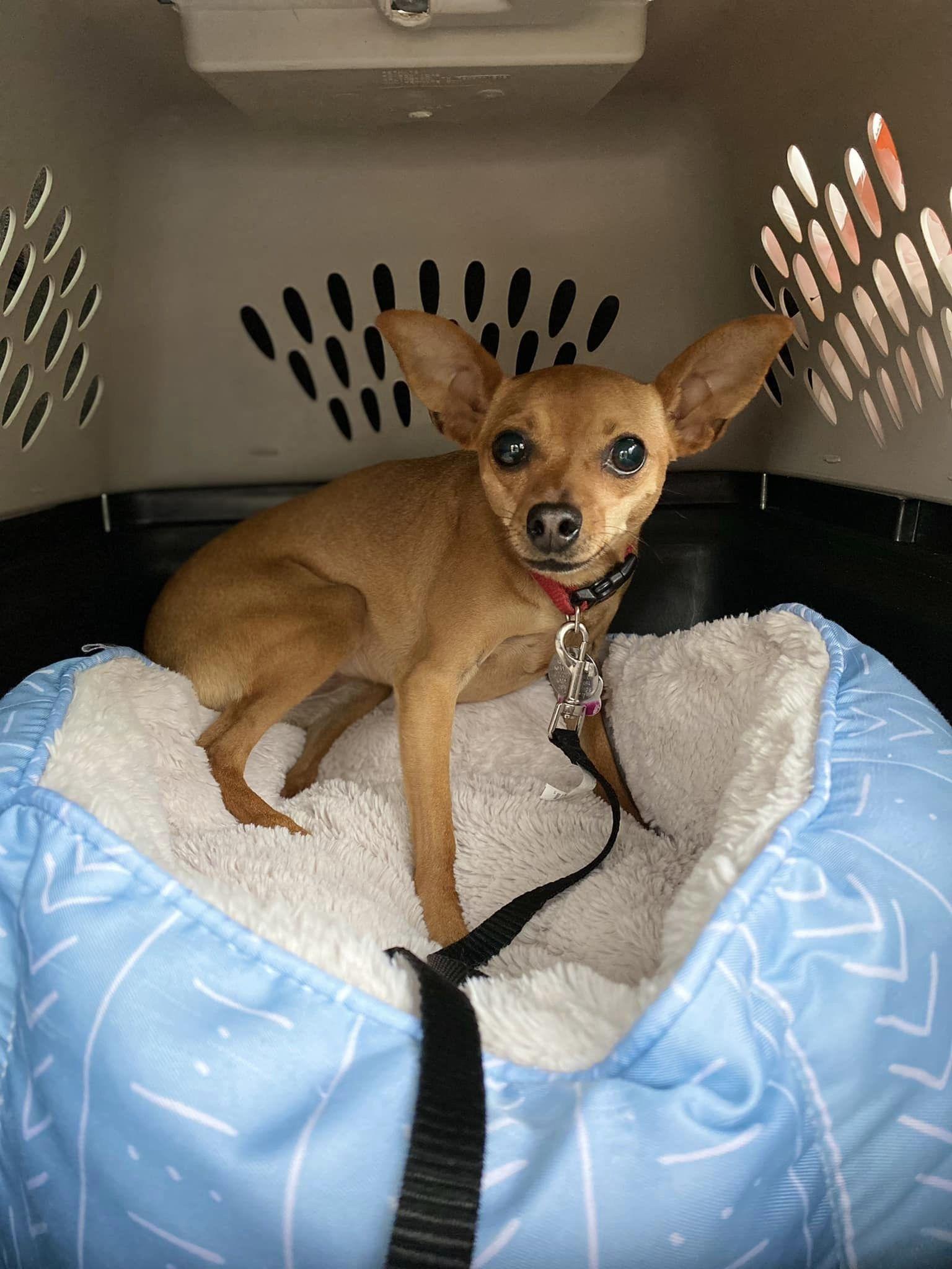 Enlarge Gracie - ADOPTED, a Adoptable Miniature Pinscher in Houston, TX image 2/6