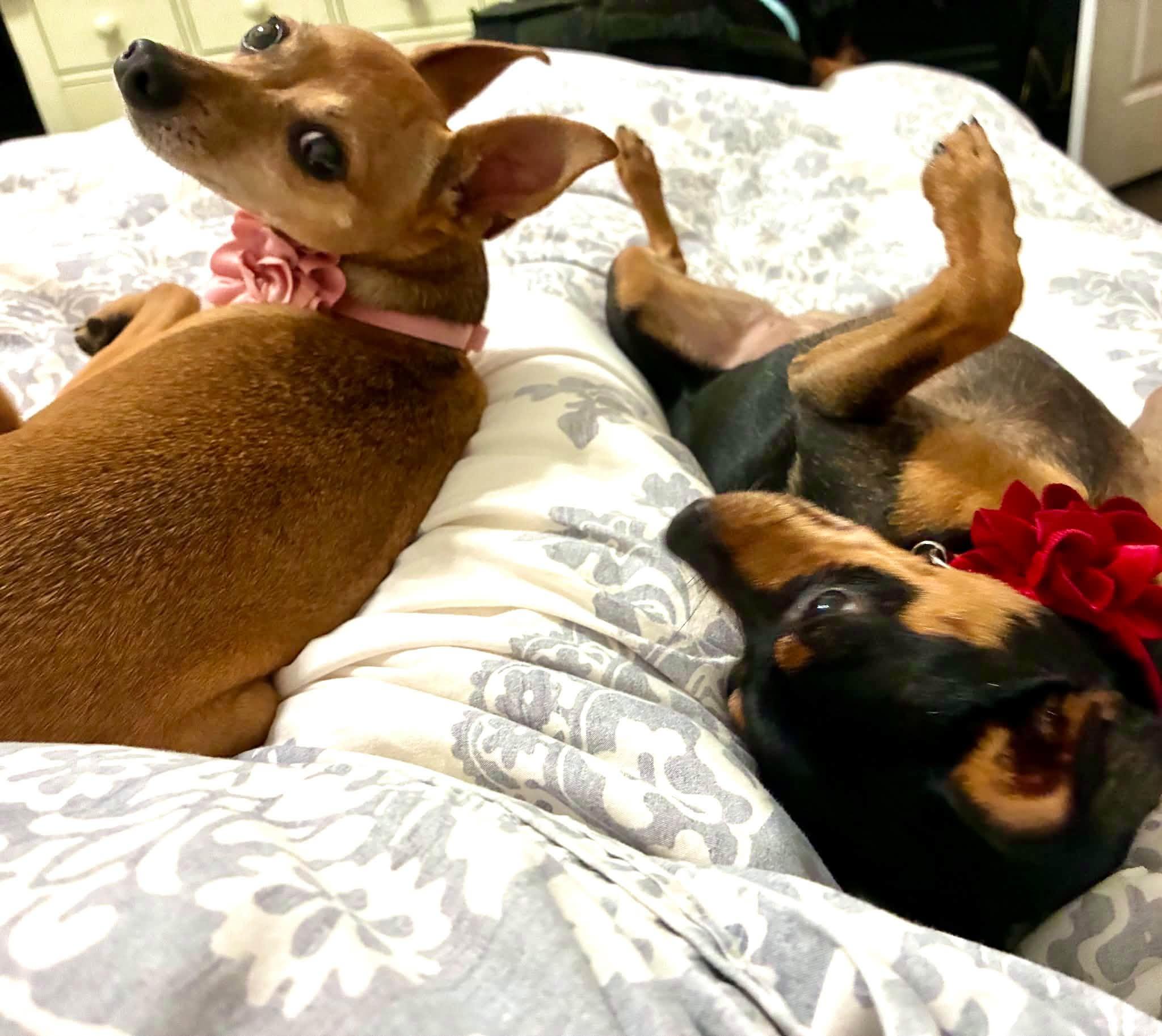 Enlarge Gracie - ADOPTED, a Adoptable Miniature Pinscher in Houston, TX image 6/6