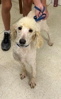 Weston, Adoptable, Puppy Male Poodle.