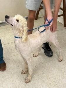 Enlarge Weston, a Adoptable Poodle in Dawson, GA image 2/2