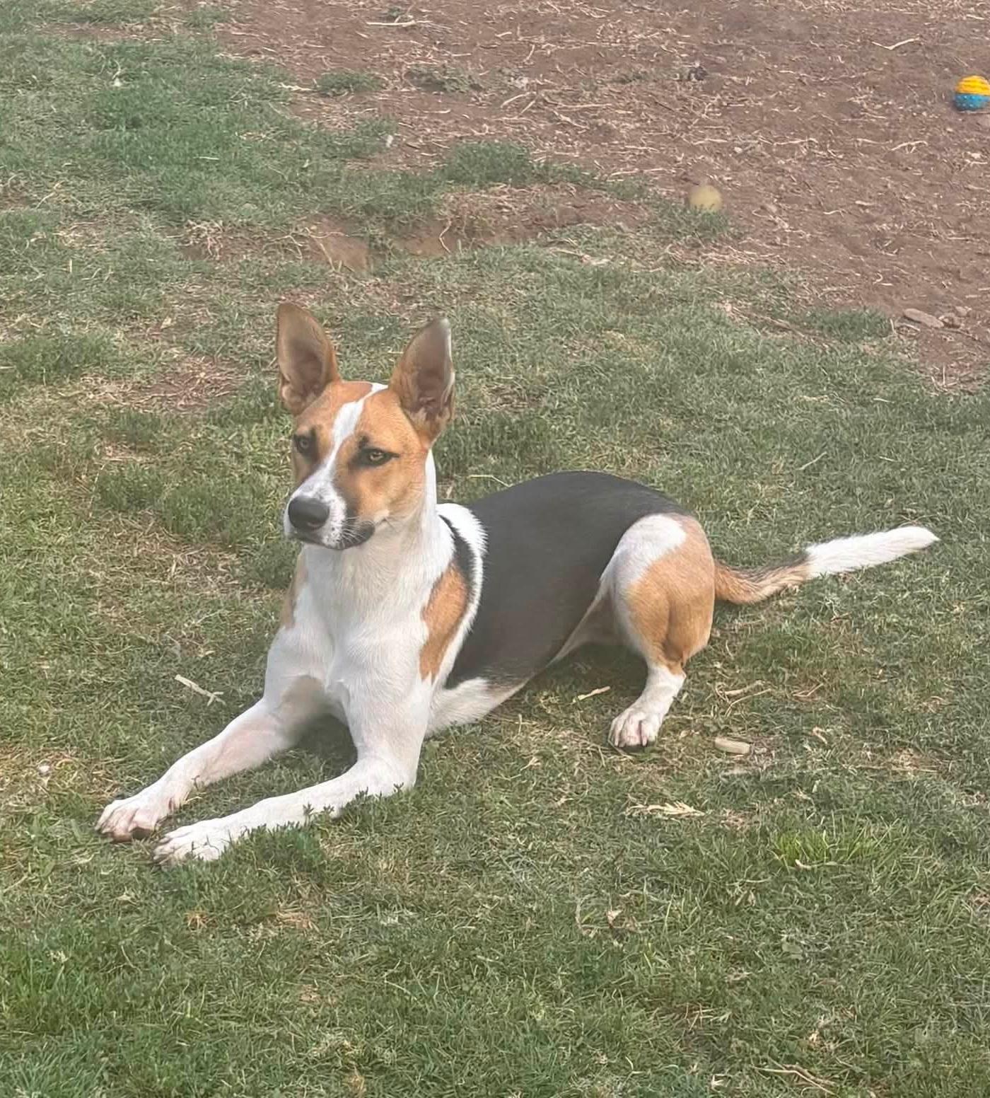 Birdie, a ADOPTABLE mixed breed in Tracy, CA image 2/5