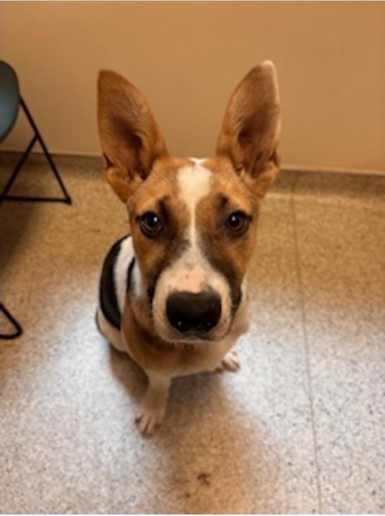 Enlarge Birdie, a ADOPTABLE mixed breed in Tracy, CA image 2/3
