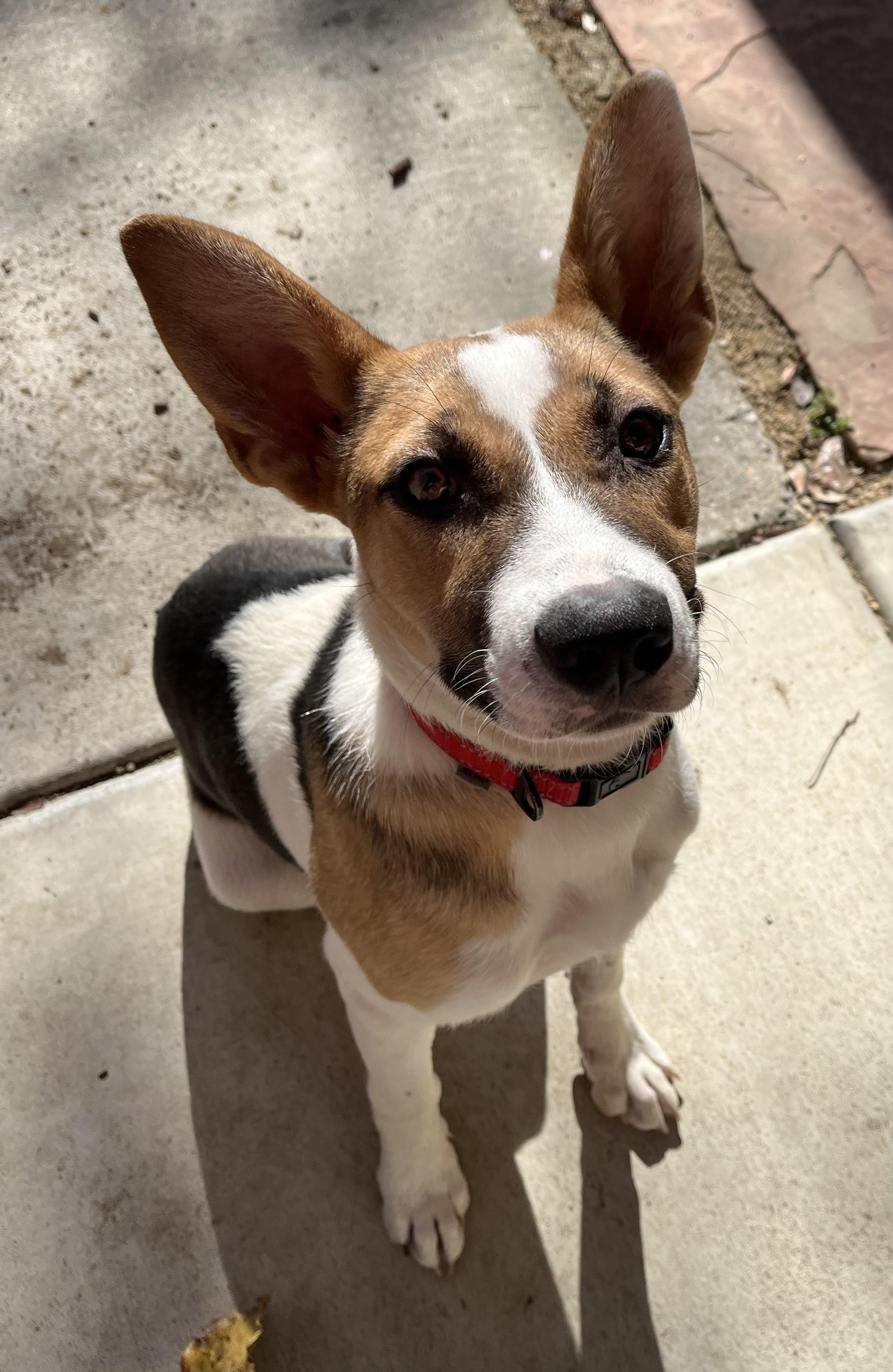 Birdie, ADOPTABLE, Young Female American Foxhound & Australian Shepherd.