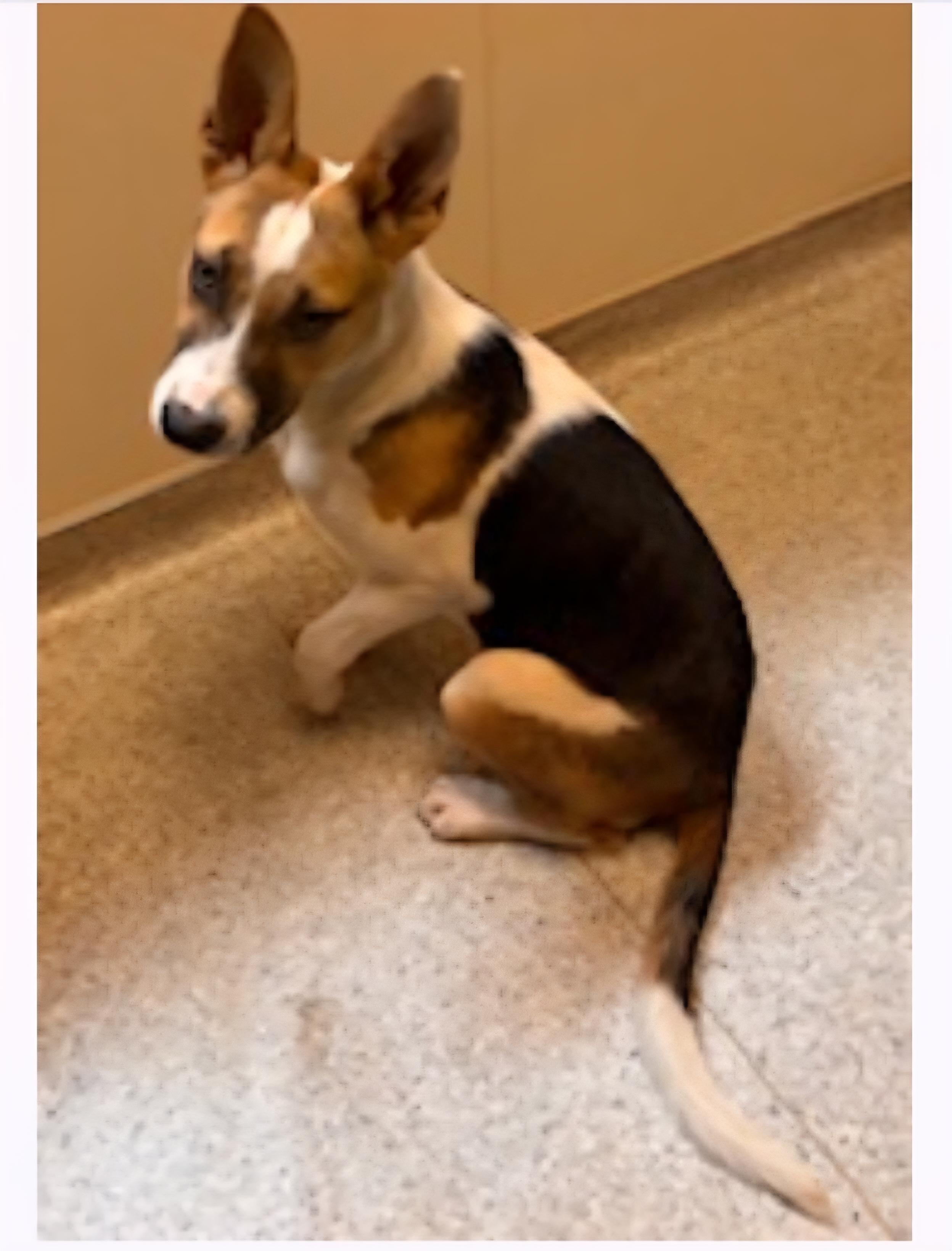 Enlarge Birdie, a ADOPTABLE mixed breed in Tracy, CA image 3/3