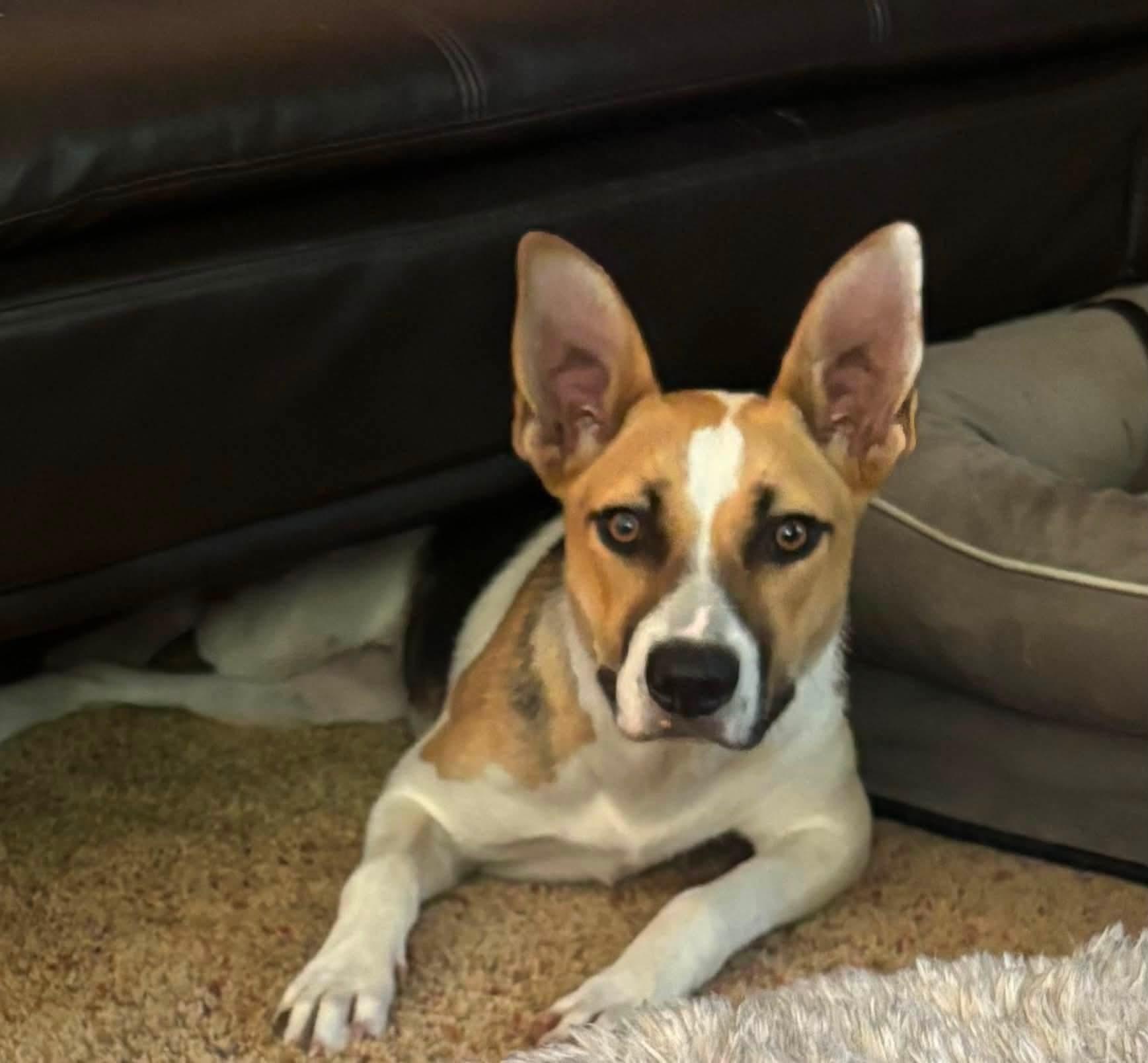 Birdie, ADOPTABLE, Young Female American Foxhound & Australian Shepherd.