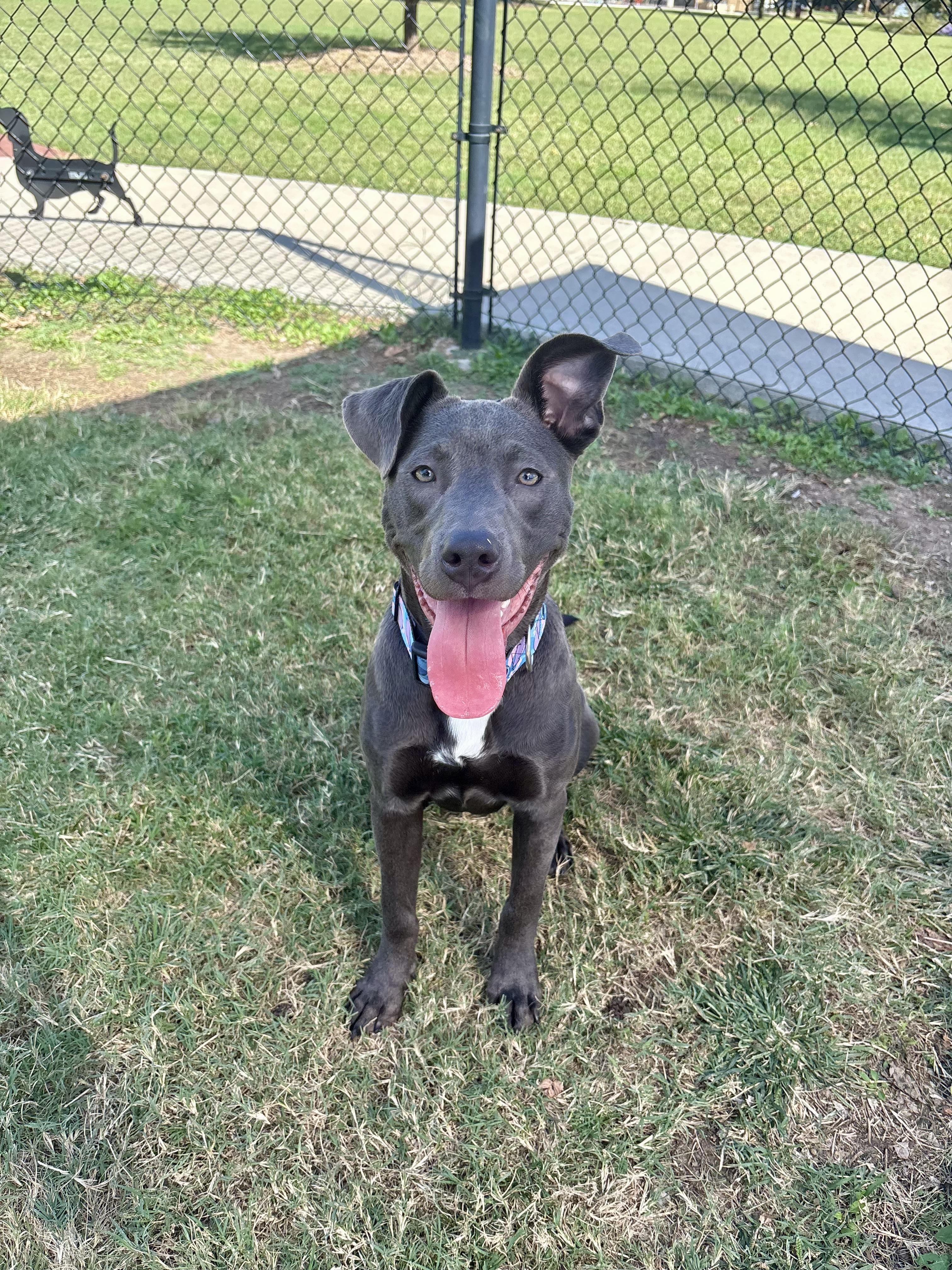 Enlarge Stitch, a Adoptable mixed breed in Valley Center, KS image 5/6