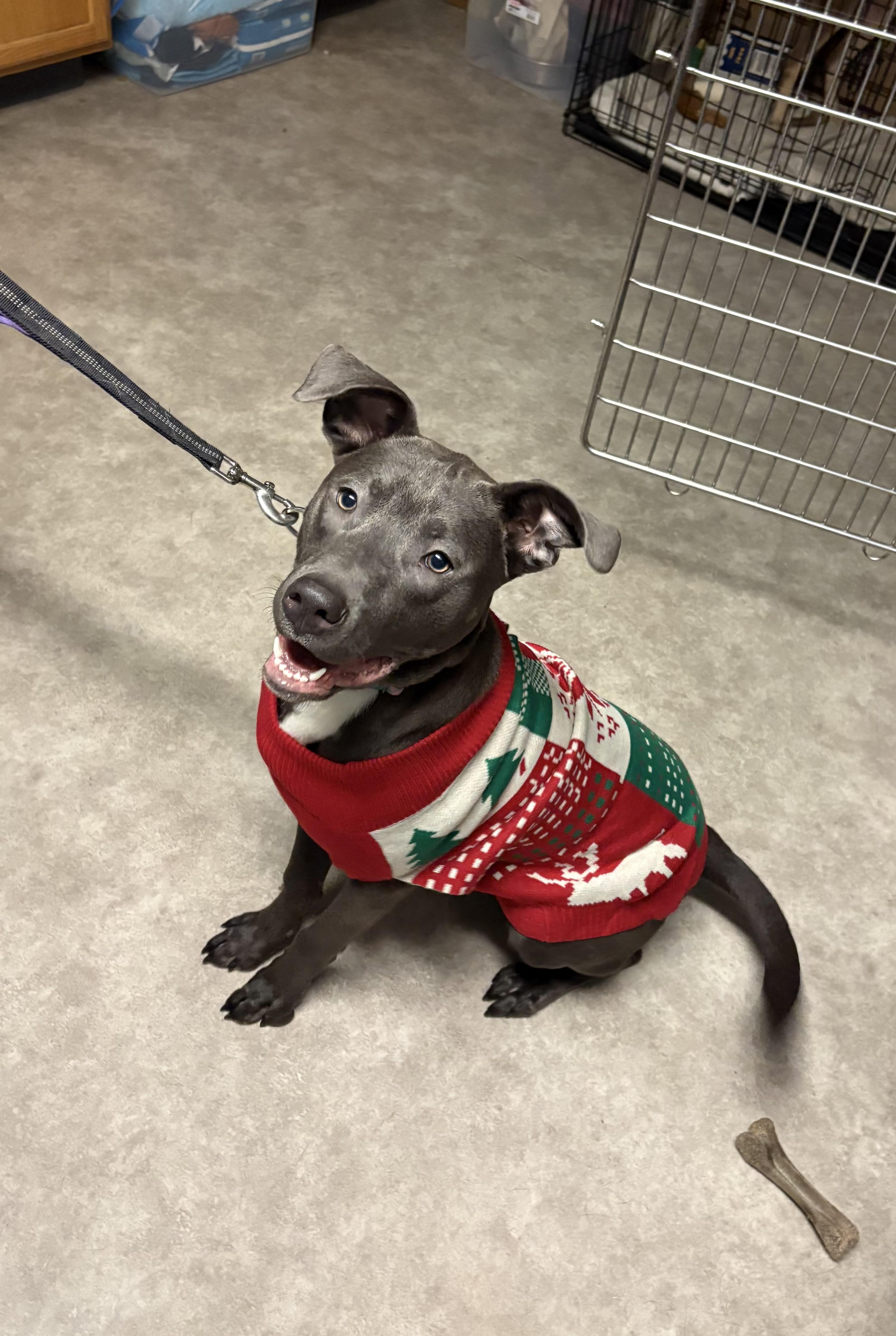 Enlarge Stitch, a Adoptable mixed breed in Valley Center, KS image 3/6